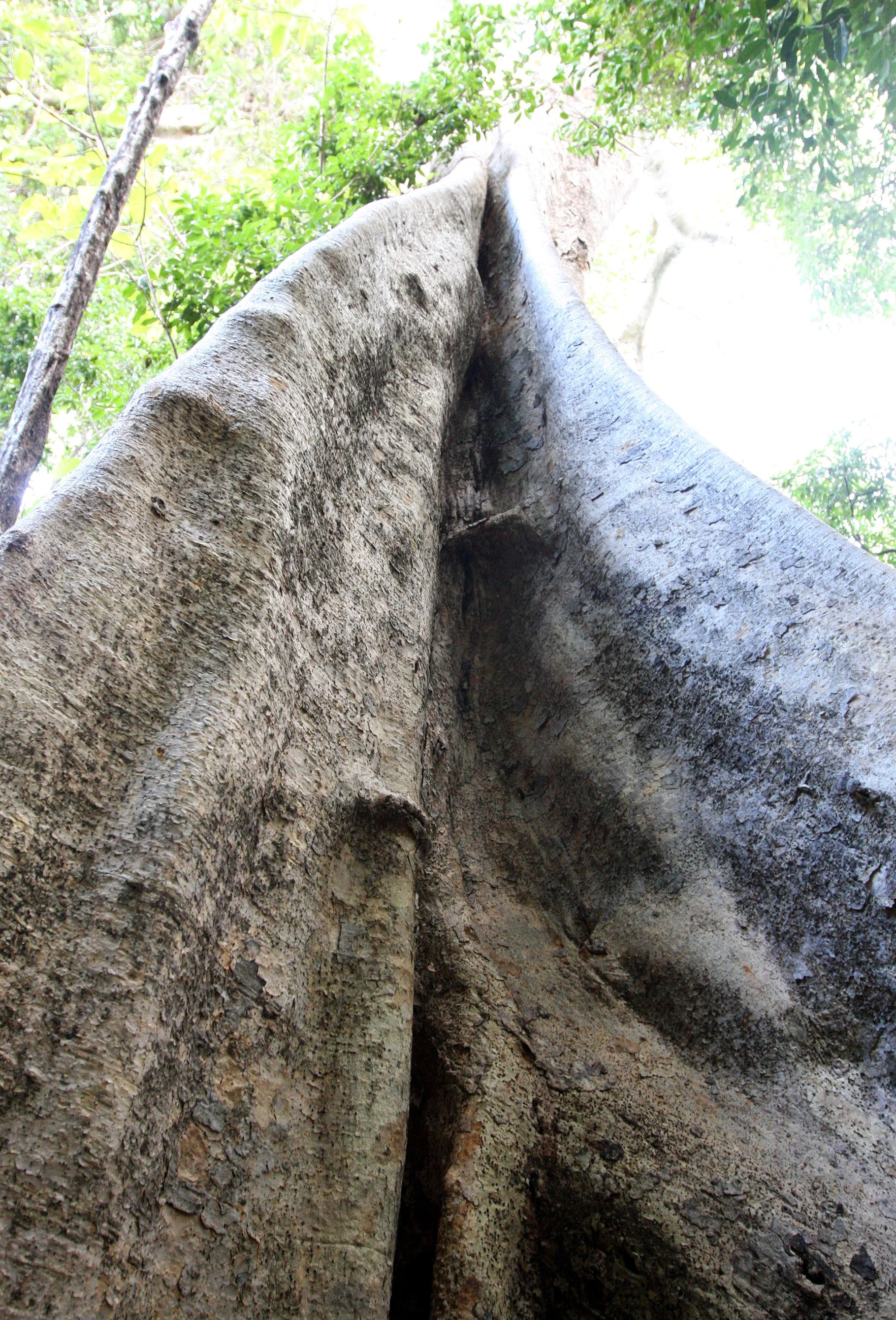 PLANT - FICUS SPECIES - FOREST GIANT - ANKARANA NATIONAL PARK MADAGASCAR (3).JPG