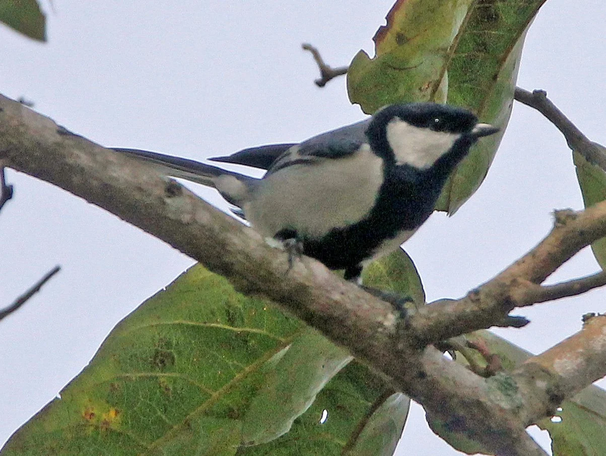 Indian Yellow or Blacklored Tit (Machlolophus aplonotus) Indira Gandhi