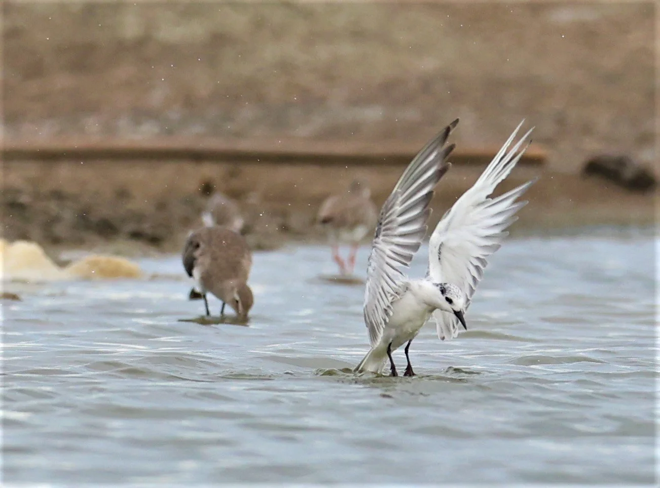 TERN - COMMON TERN - Sterna hirundo - BANG PAKONG SALT PANS CHACHOENGSAO WEST OF RIVER (10).jpg