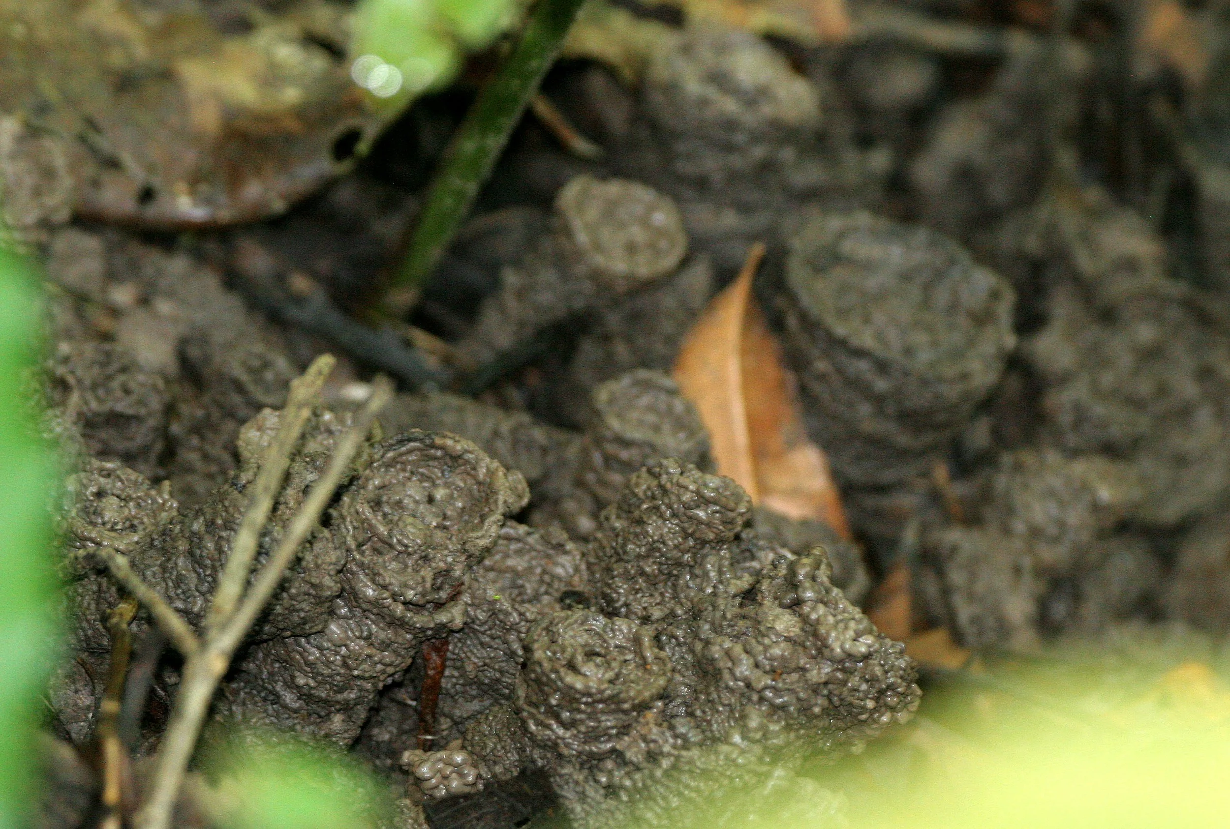 Cicada Mud Tubes along the Kinabatangan River, Malaysia, Borneo