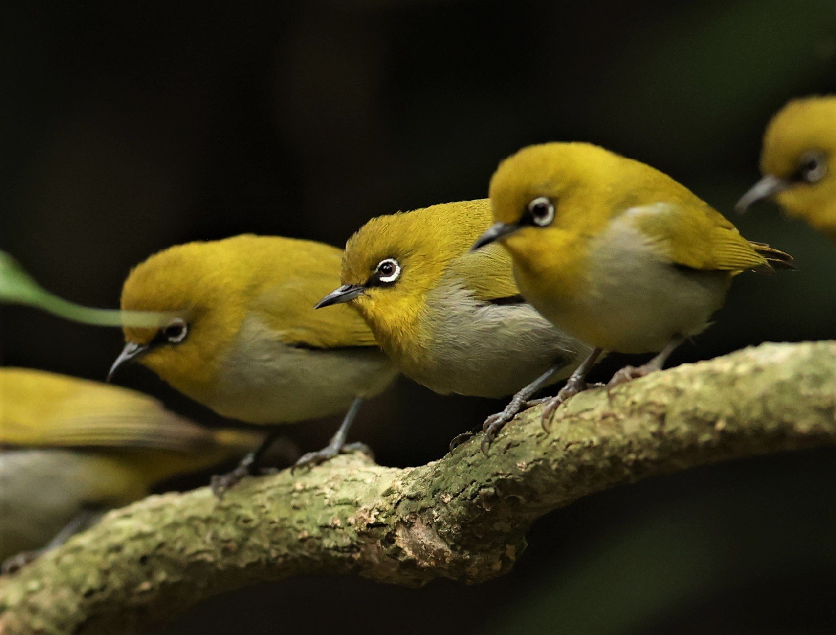 Indian White-eye (Zosterops palpebrosus) Doi Inthanon NP Chiang Mai (21).JPG