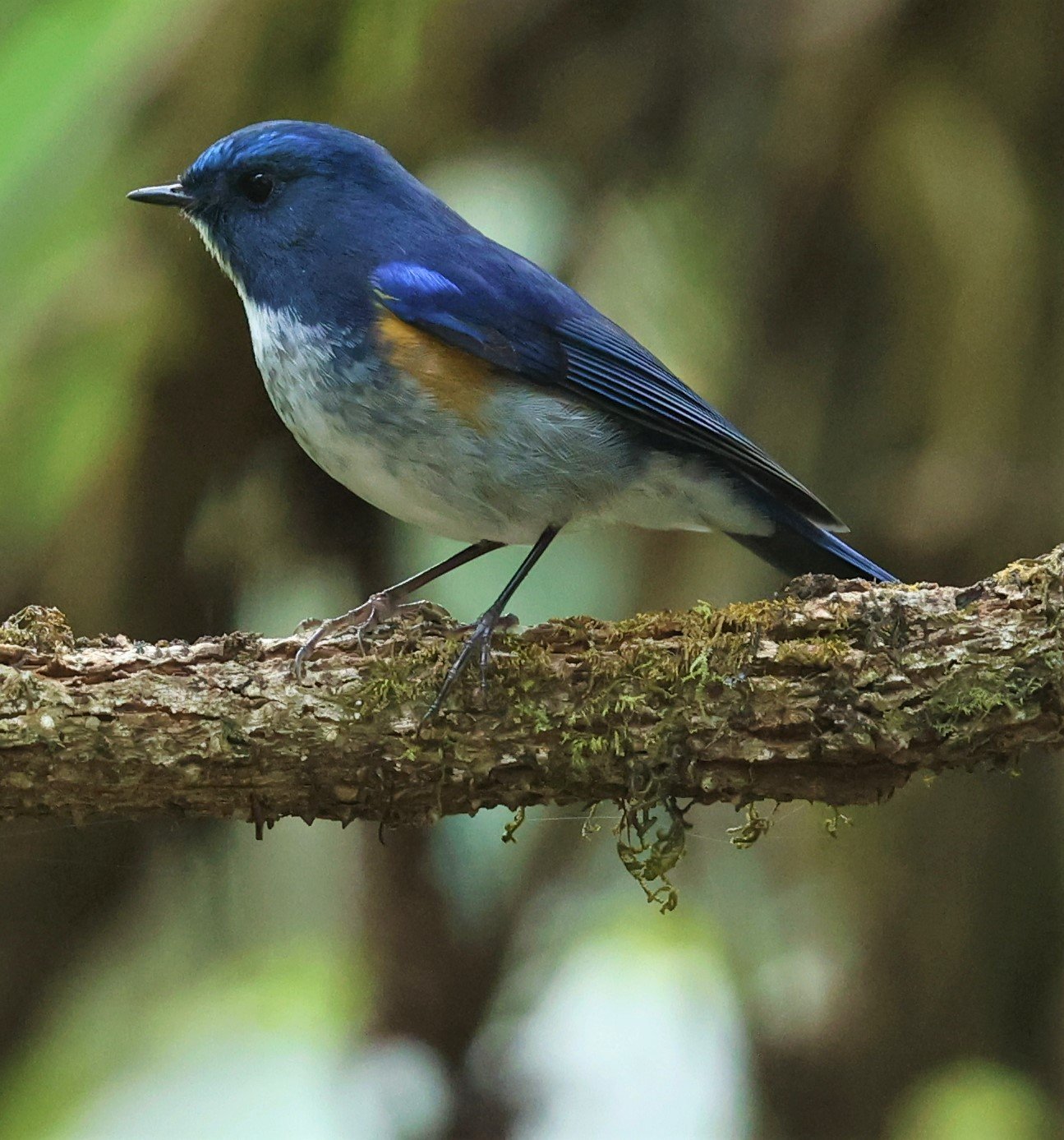 BLUETAIL - HIMALAYAN BLUETAIL - Tarsiger rufilatus - DOI PHA HOM POK NP DOI LANG EAST FEB 2022 (30).jpg