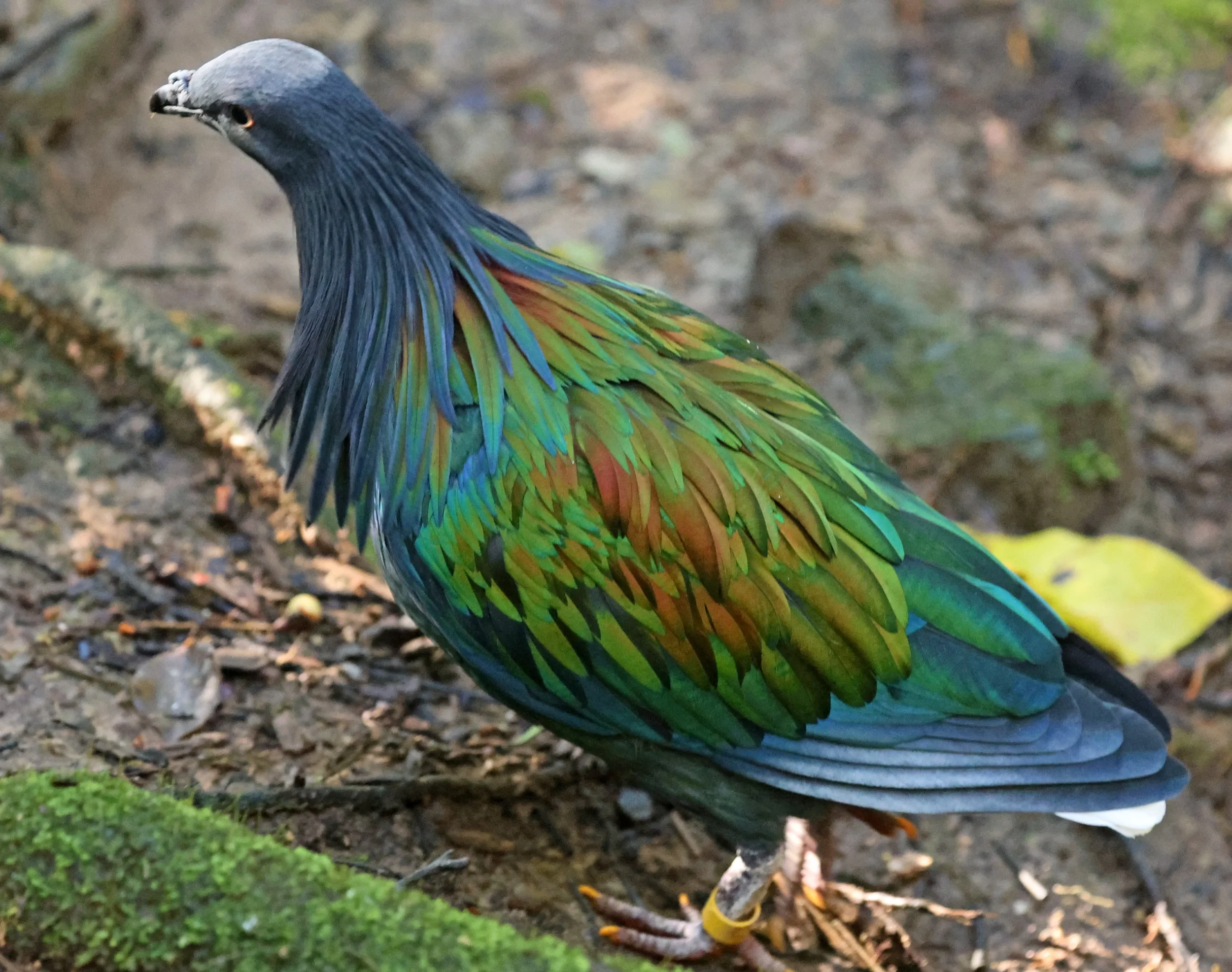 Nicobar Pigeon (Caloenas nicobarica) Lone Pine Wildlife Sanctuary Brisbane - Queensland (11).jpg