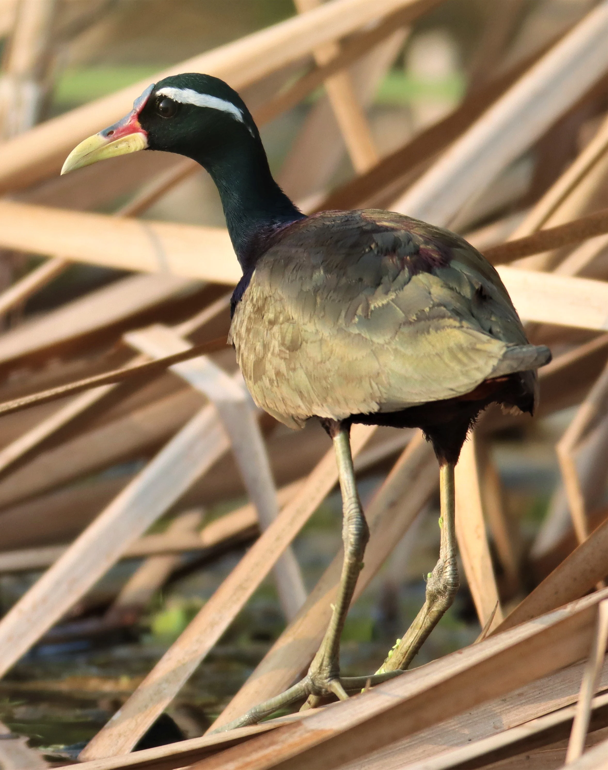 JACANA - BRONZE-WINGED JACANA - Metopidius indicus - LAT KRABANG WETLANDS NEAR BKK (15).jpg