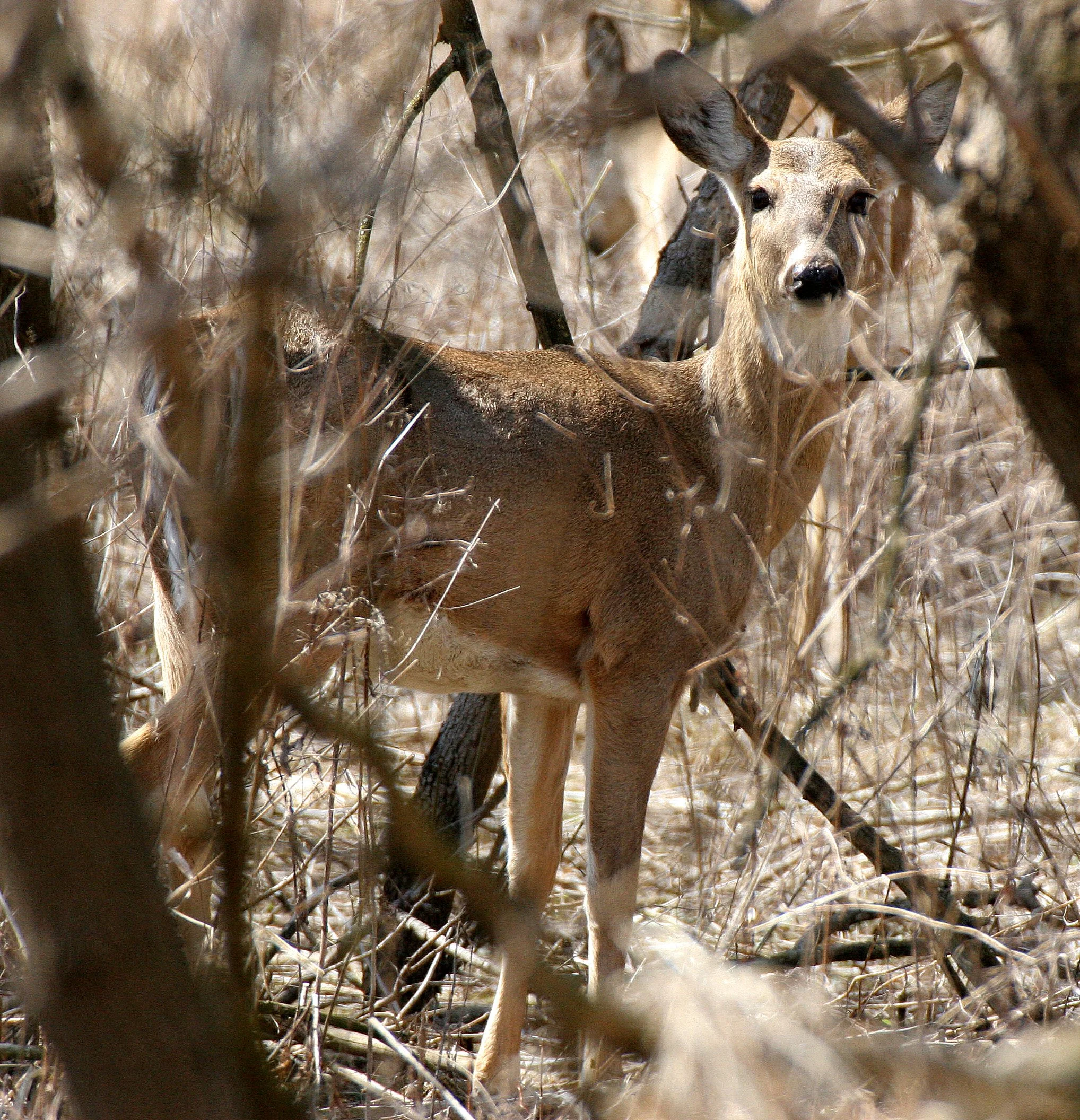 Odocoileus virginianus borealis - NORTHERN WHITE-TAILED DEER - SPRINGBROOK FOREST PRESERVE ILLINOIS (5).JPG