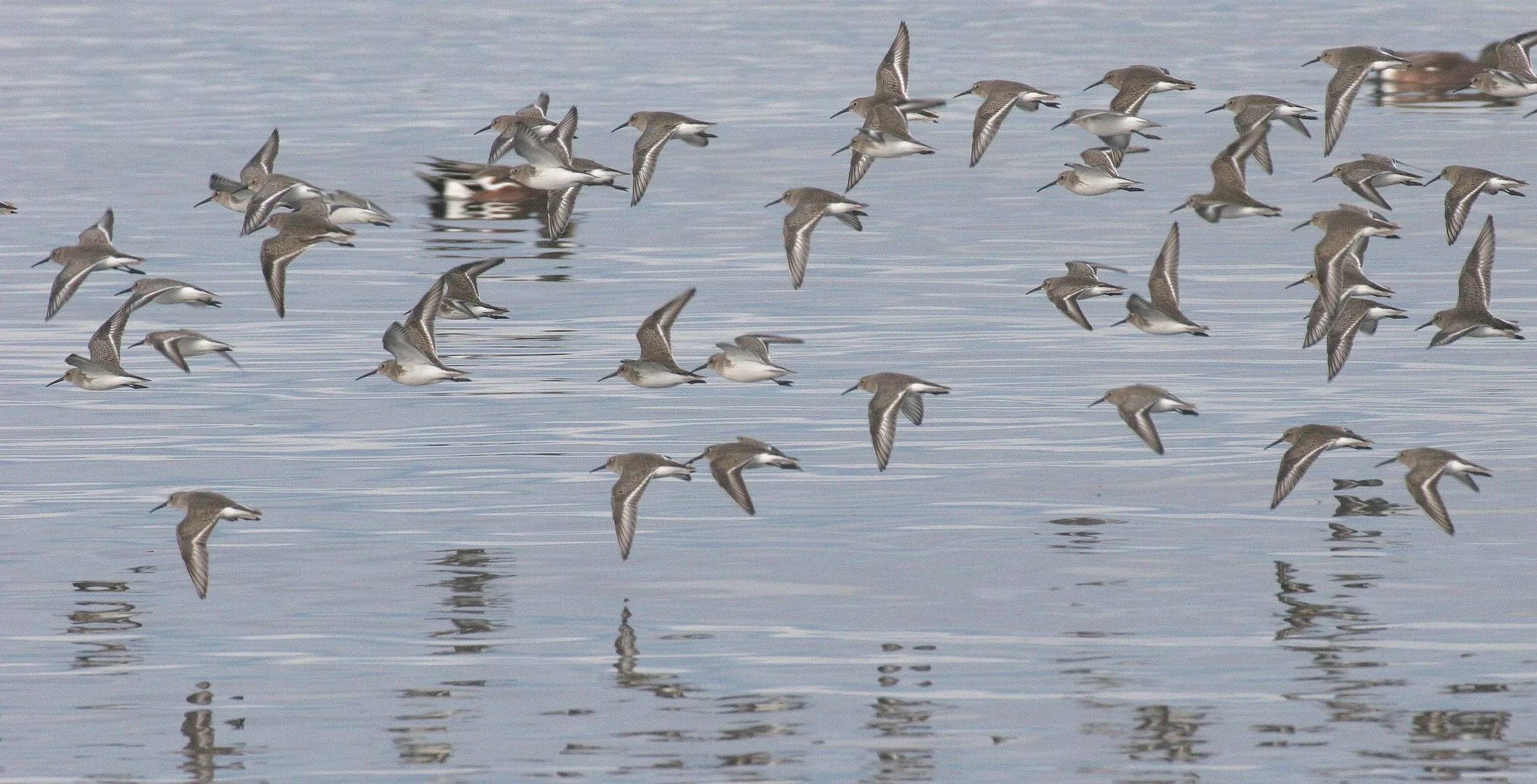 BIRD - DUNLINS - THREE CRABS (24).jpg