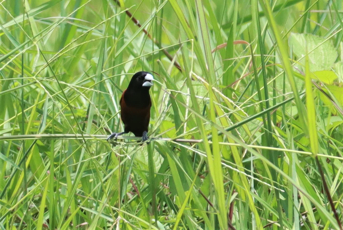 MUNIA - BLACK-HEADED MUNIA - Lonchura malacca - BURIRAM HUAI CHORAKHE MAK (3).jpg