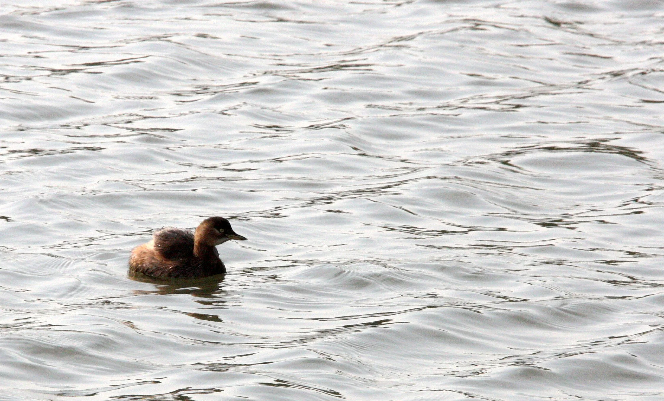 Little Grebe (Tachybaptus ruficollis) Pudong Botanical Gardens Shanghai China (12).JPG