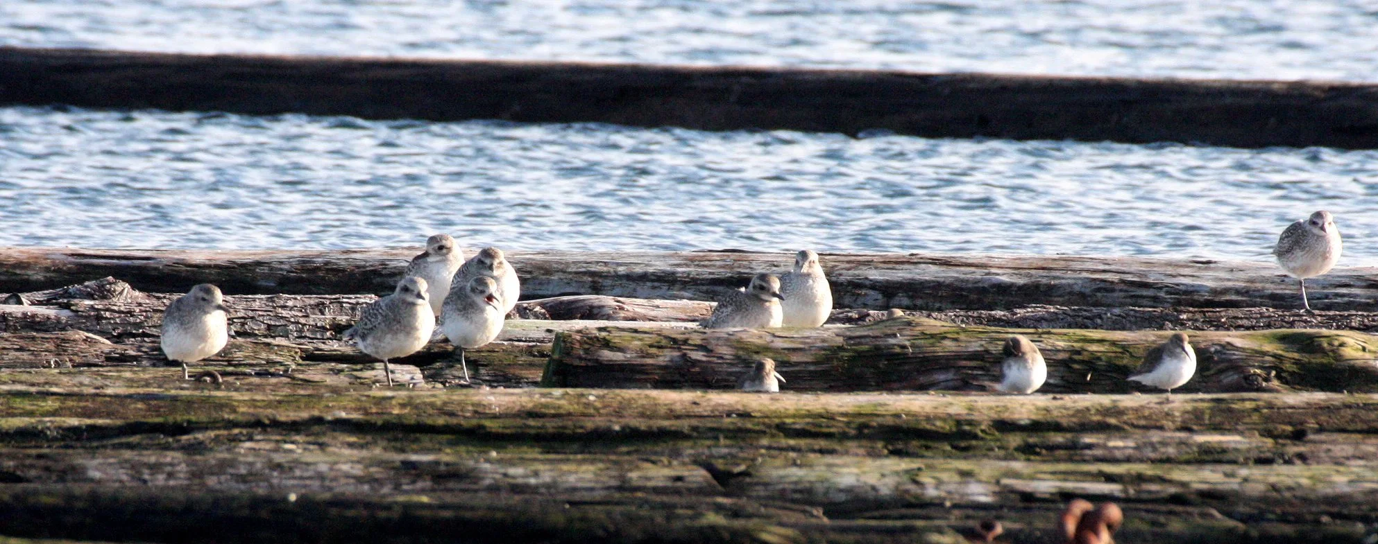 BIRD - PLOVER - BLACK-BELLIED PLOVER - PA HARBOR (6).JPG
