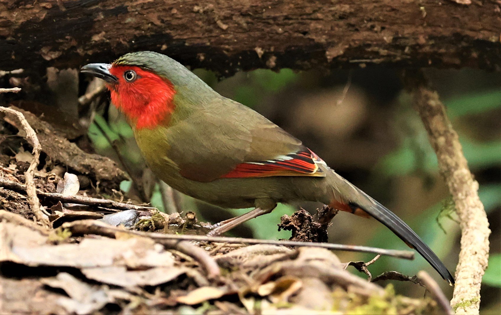 LIOCICHLA - SCARLET-FACED LIOCICHLA - Liocichla ripponi - DOI PHA HOM POK NP DOI LANG EAST FEB 2022 (26).jpg