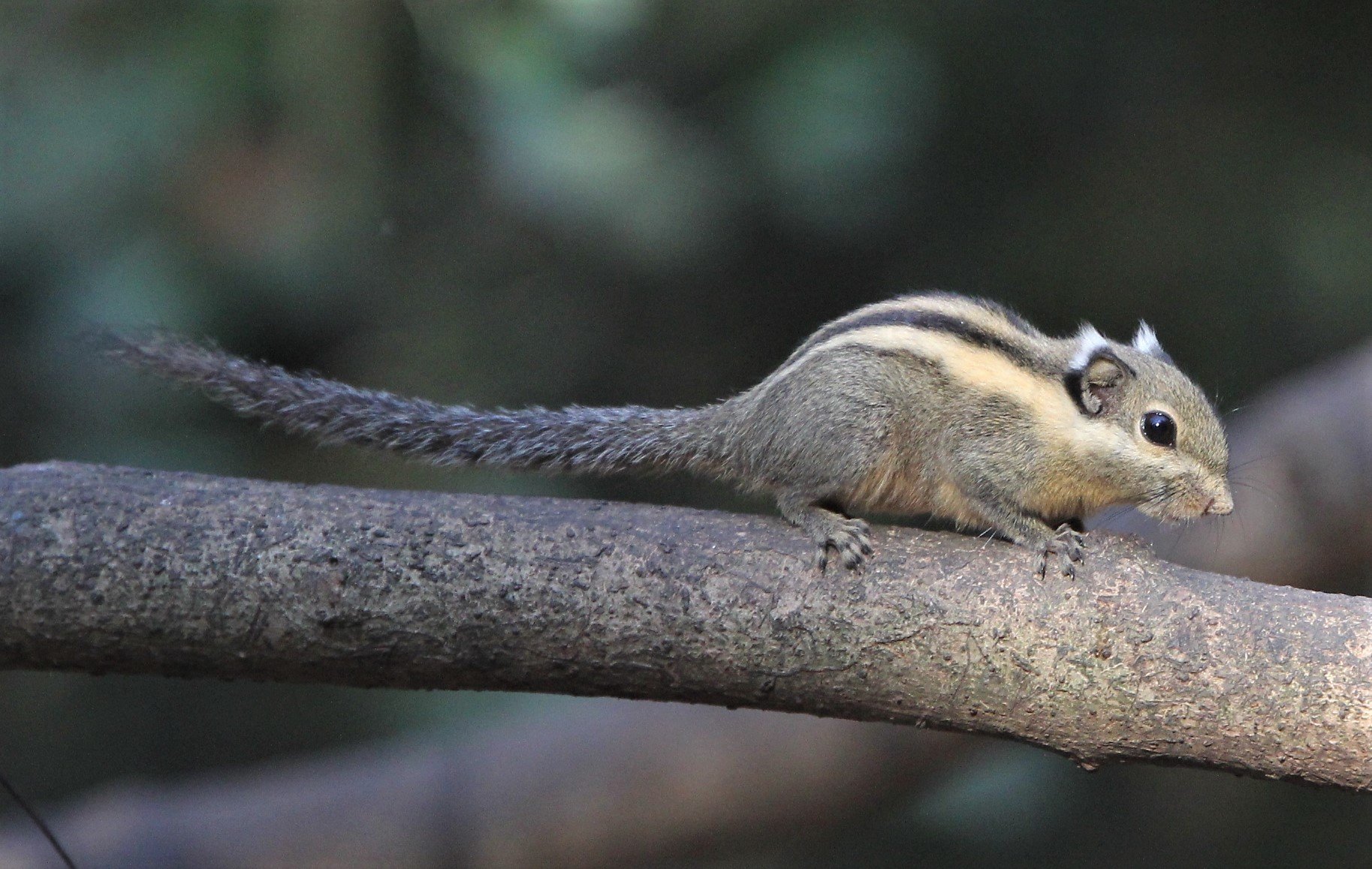 Tamiops mcclellandii - WESTERN STIPED SQUIRREL - LUNG SIN HIDE, KAENG KRACHAN (10).jpg