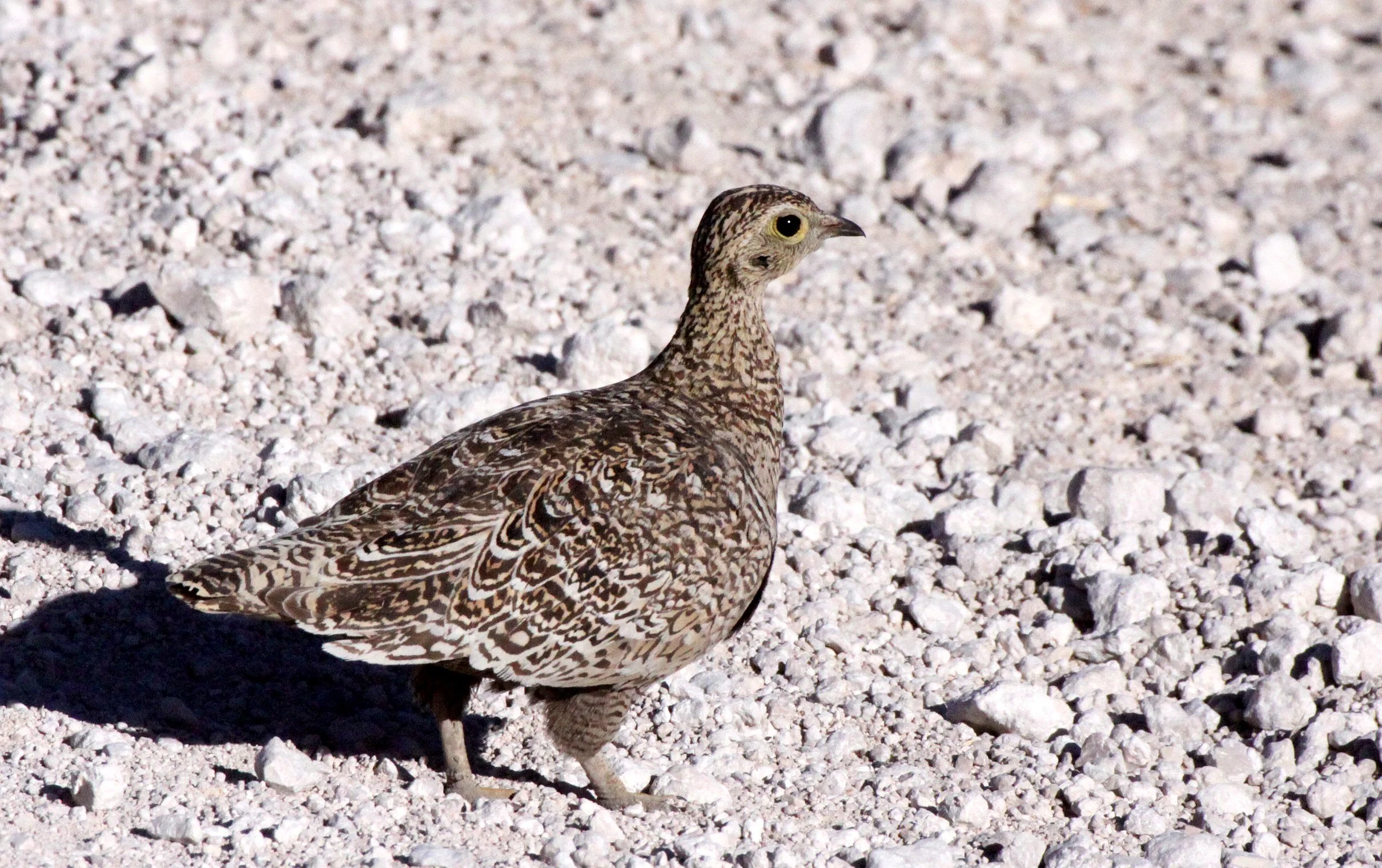 Double-banded Sandgrouse (Pterocles bicinctus) Etosha NP Namibia (2).JPG
