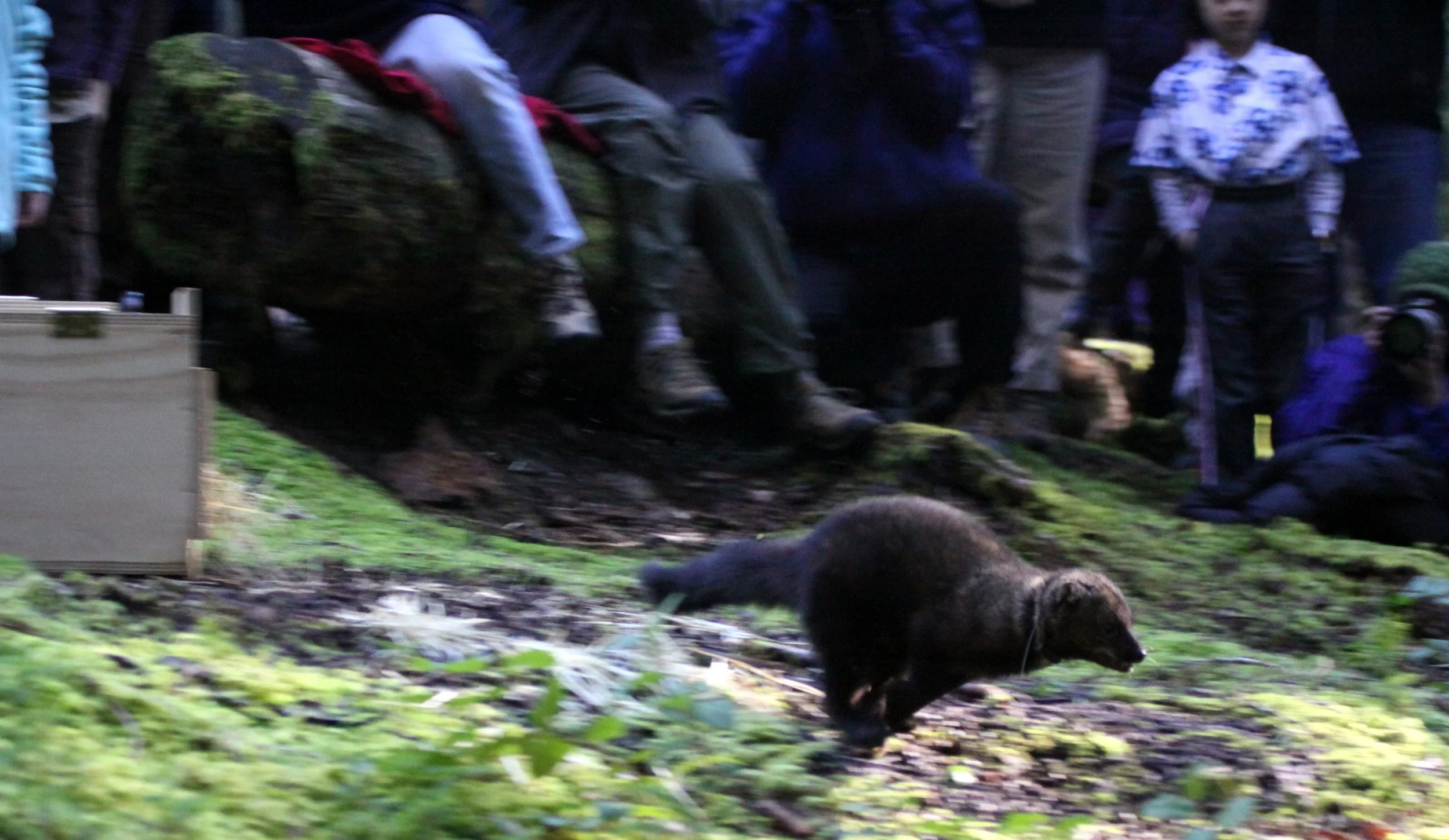 MUSTELID - FISHER - FINAL RELEASE ON 2-20-2010 (39).JPG