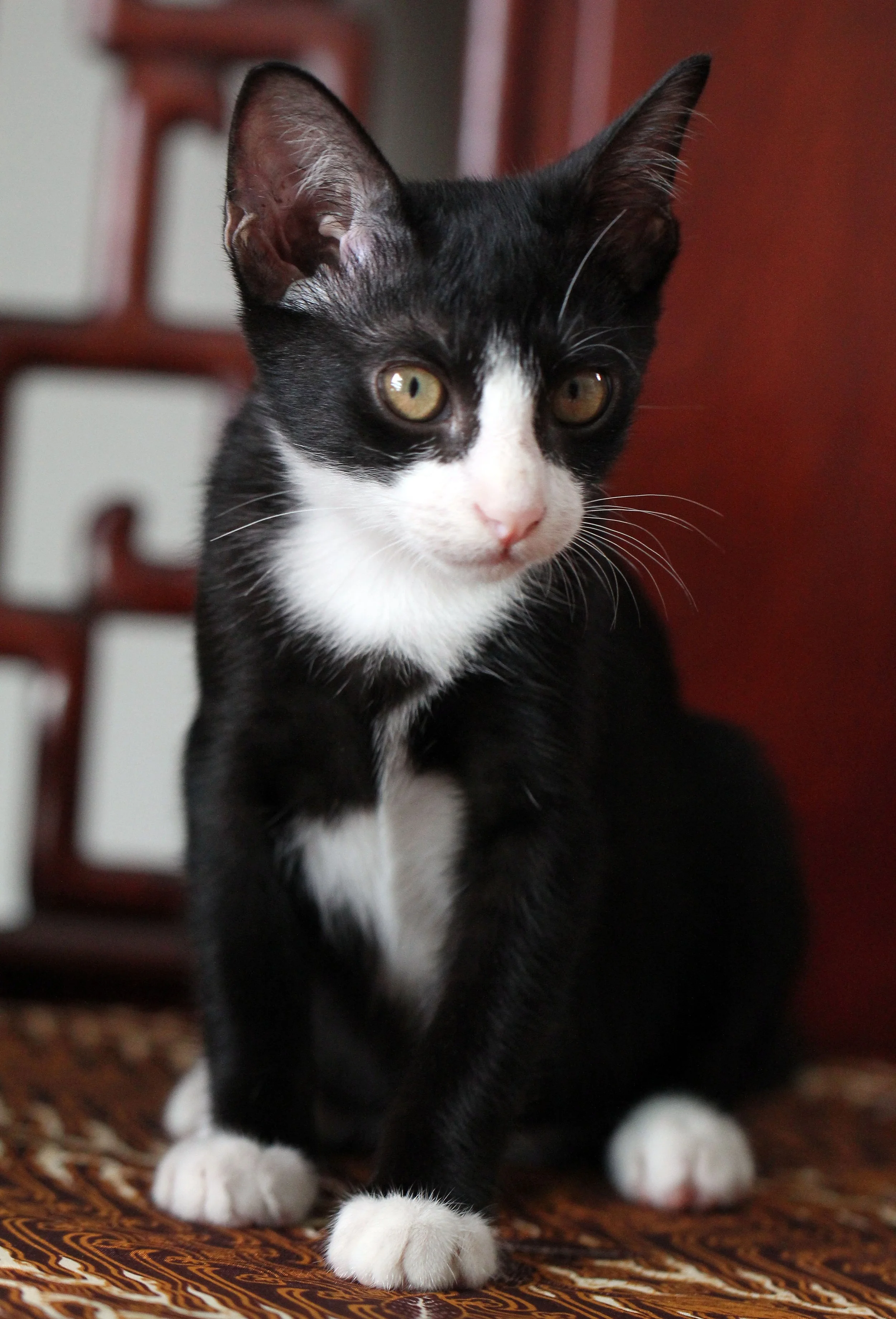 2015 Cats - Ukura & Jean Luc (22).JPG
