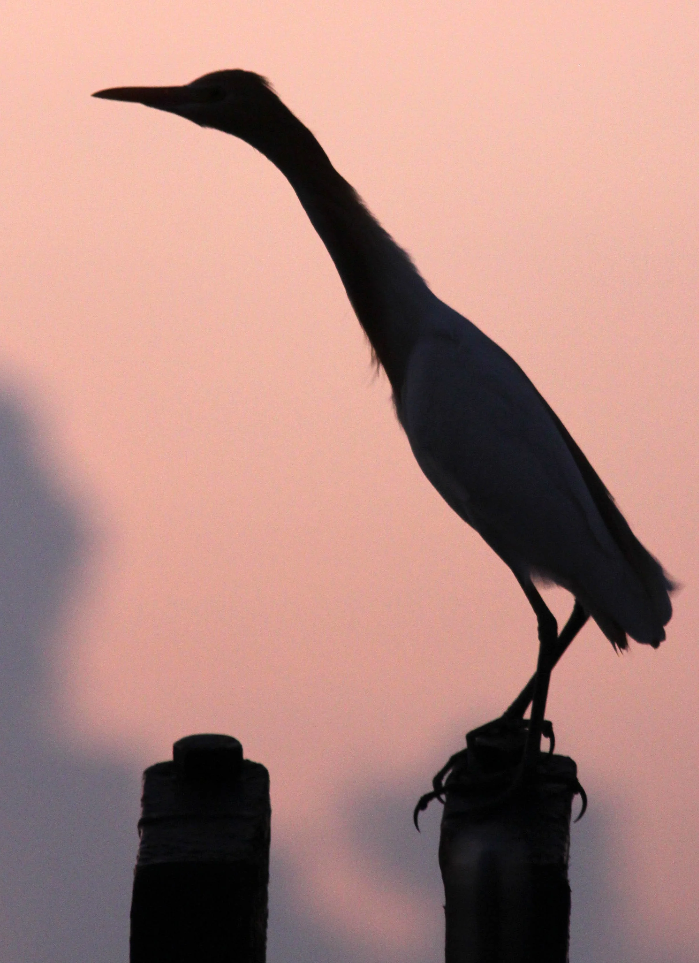 2014 Similans Trip with Family on The Junk (250).JPG