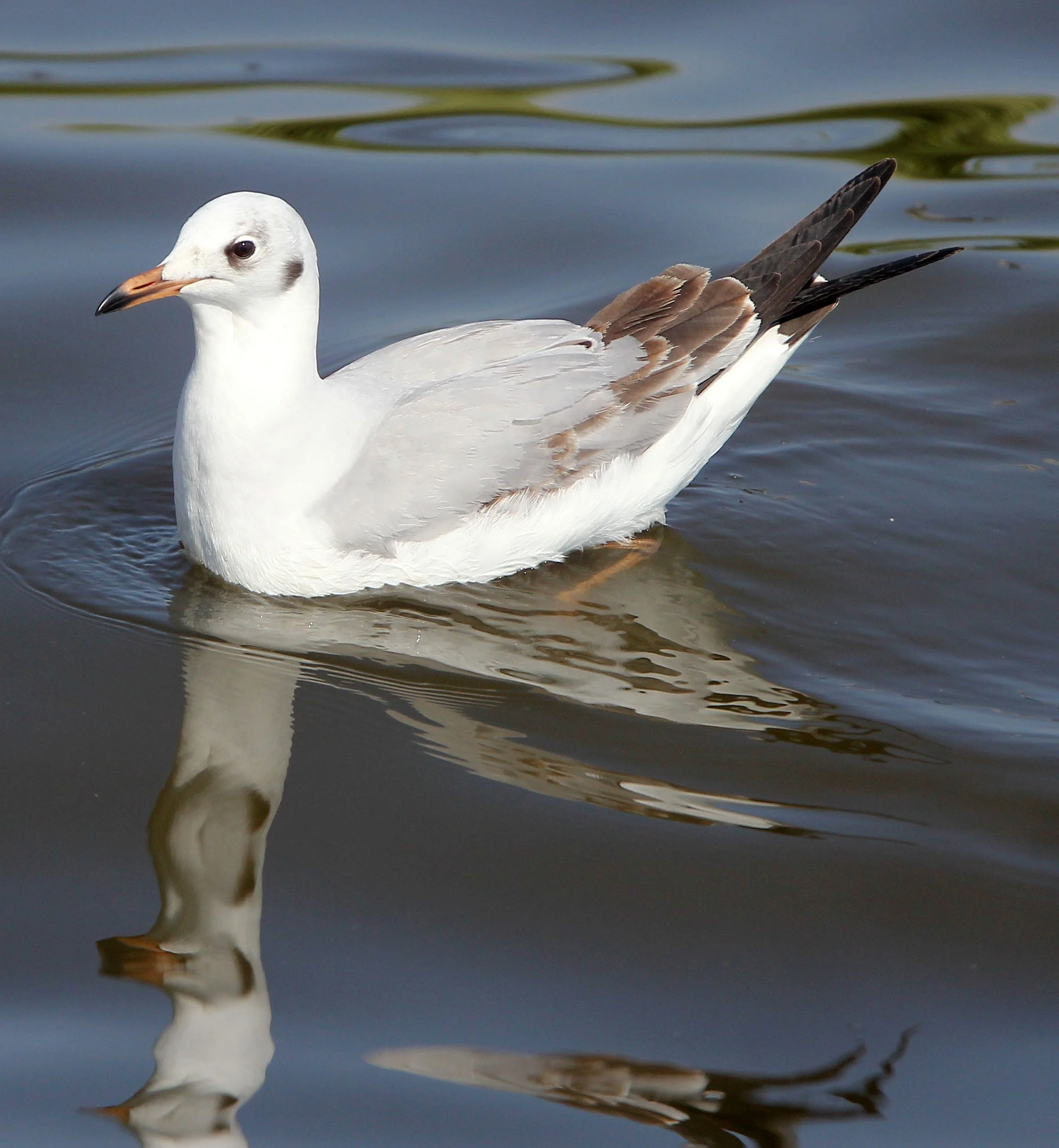 GULL - BROWN HEADED GULL - Larus brunnicephalus - BANG PU NATURE RESERVE THAILAND (64).JPG