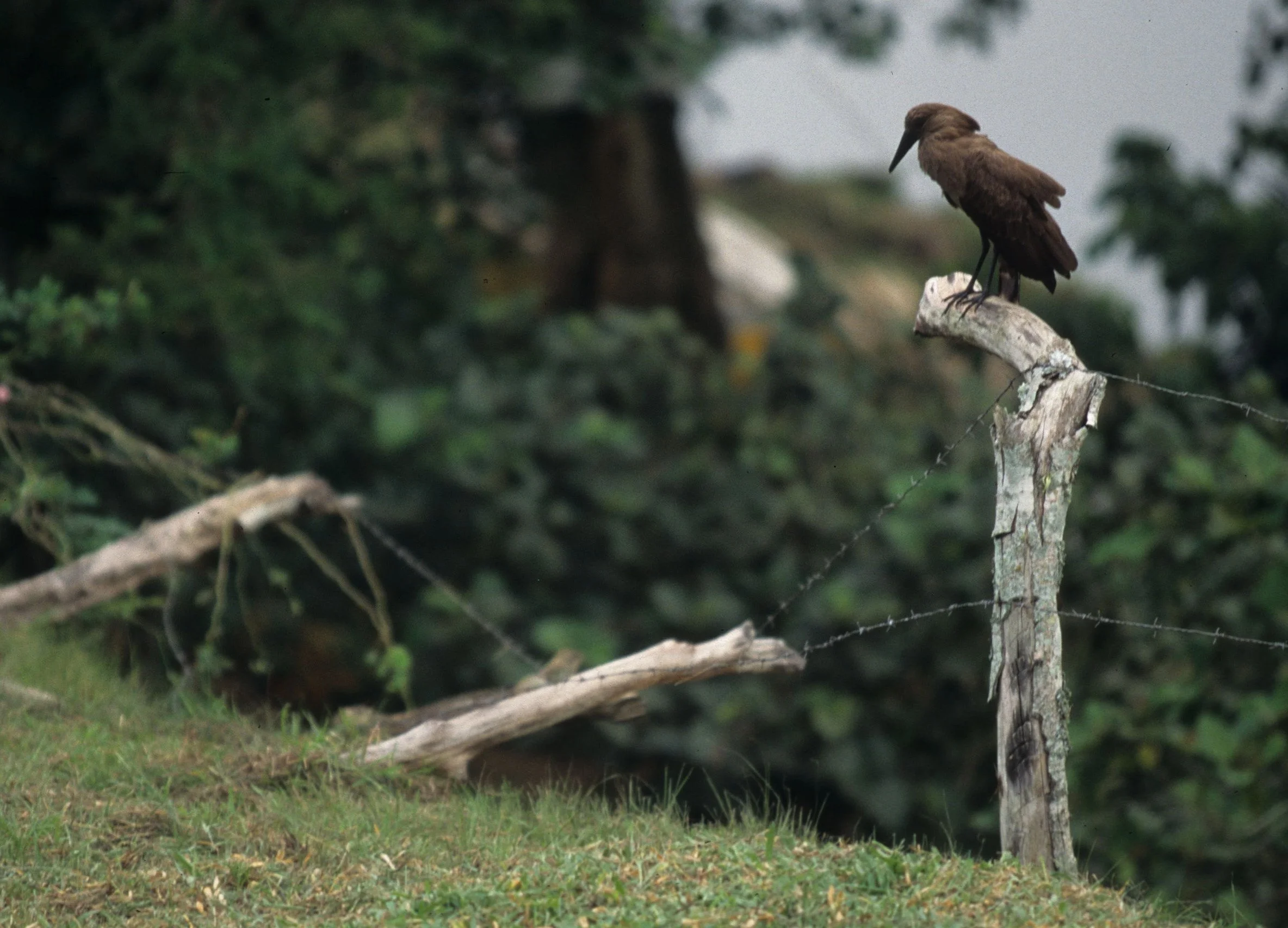 BIRDS - HAMMERKOP - UGANDA F.jpg