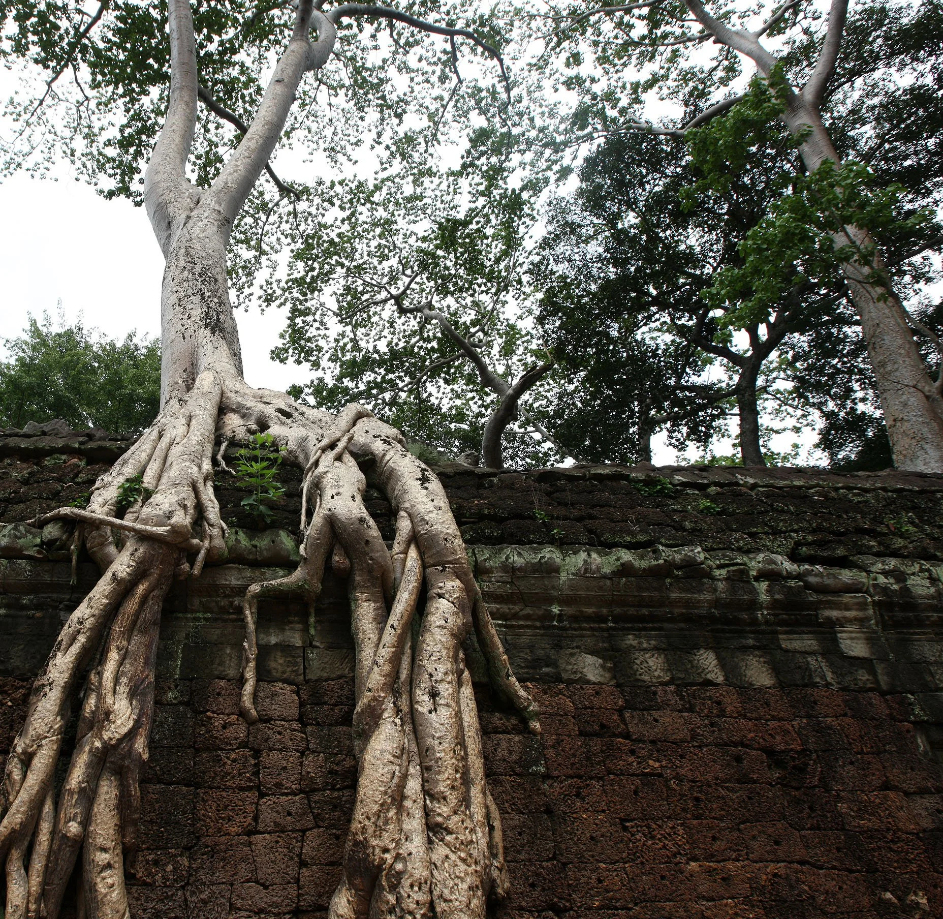 TA PROHM TEMPLE CAMBODIA - JULY 2010 (15).JPG