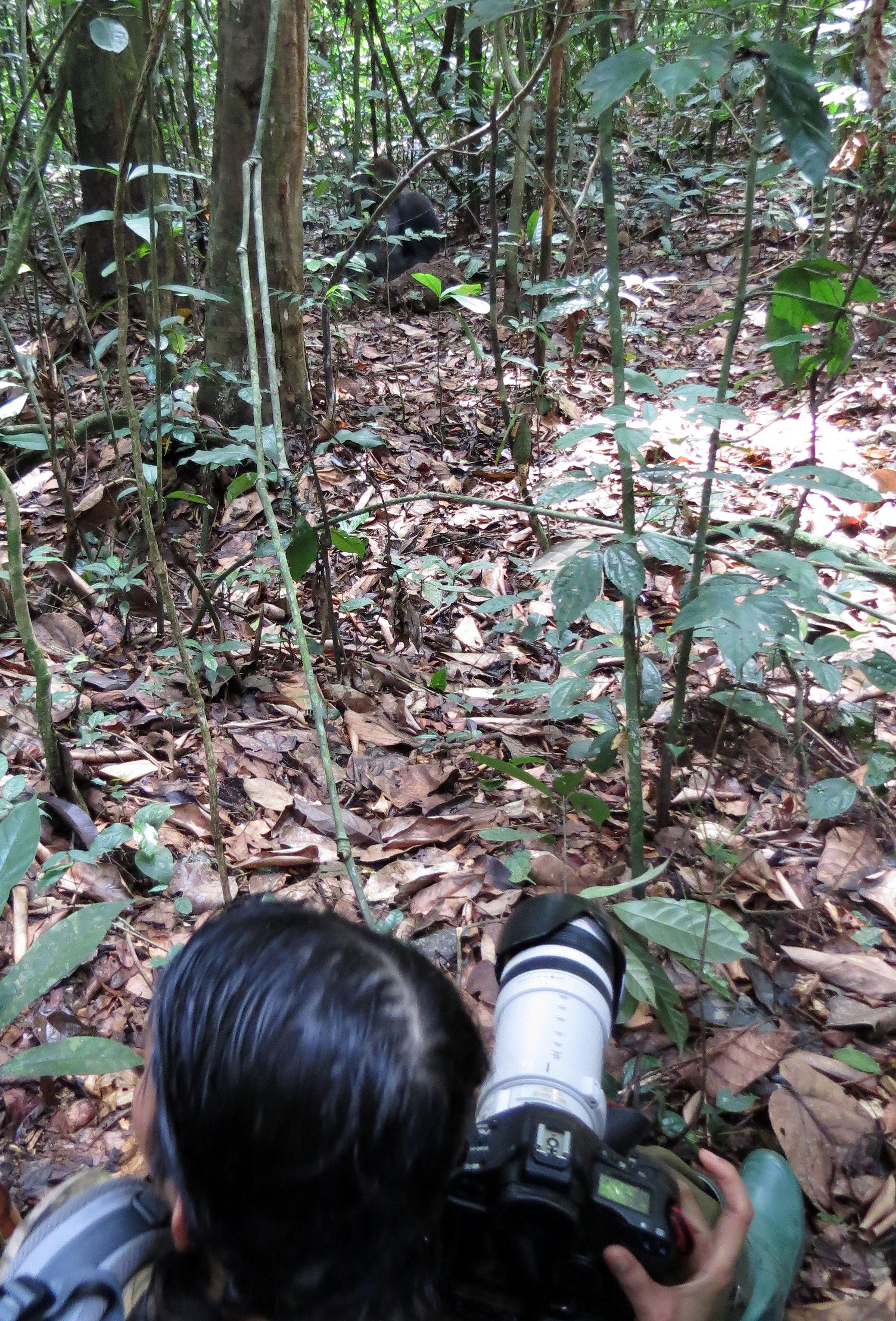 DZANGA NDOKI NATIONAL PARK  - CENTRAL AFRICAN REPUBLIC (3).JPG