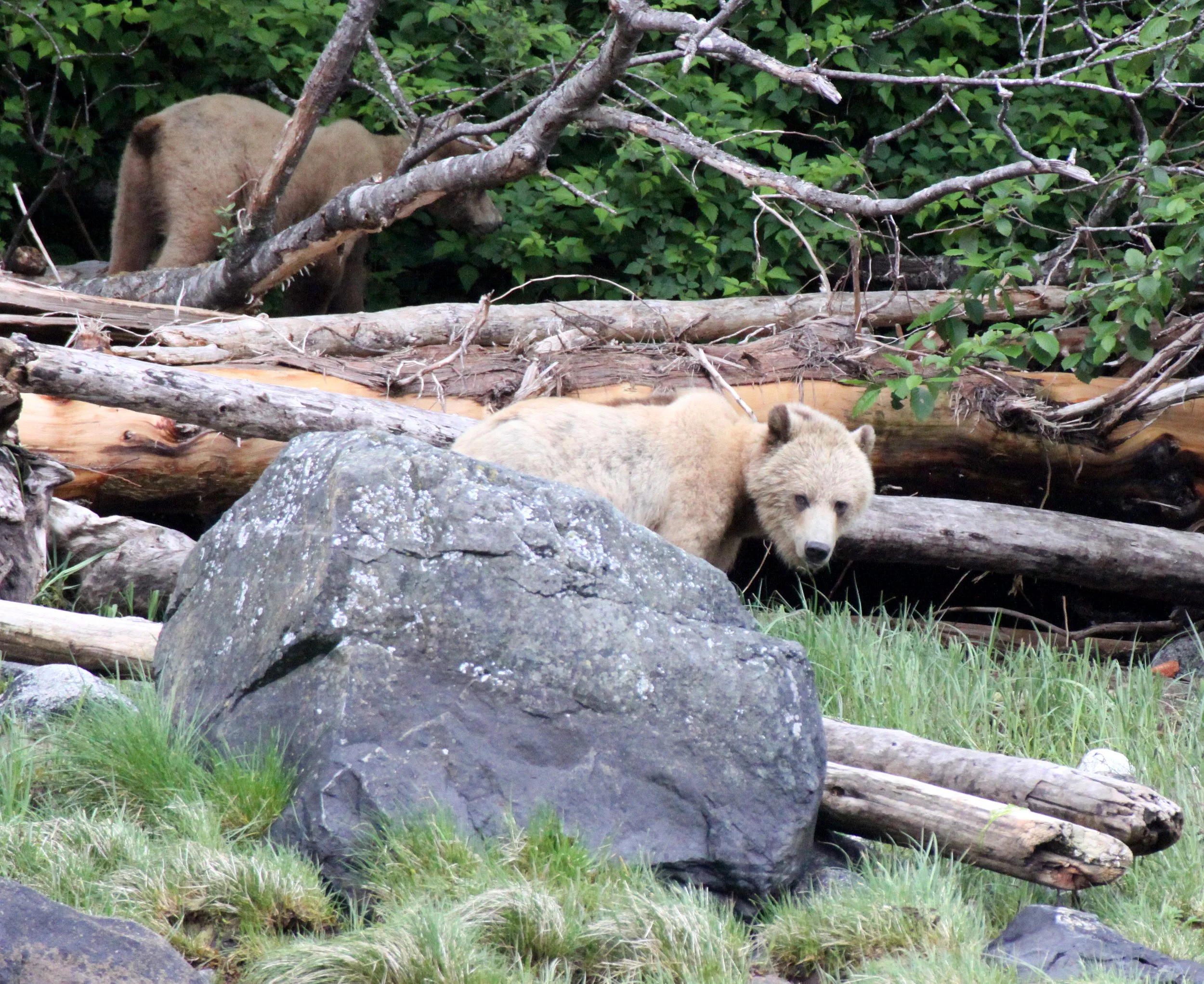 Ursus arctos stikeenensis - STICKEEN'S GRIZZLY BEAR - ROLL AND HER CUB - SOM'S - KNIGHT'S INLET BRITISH COLUMBIA (10).JPG