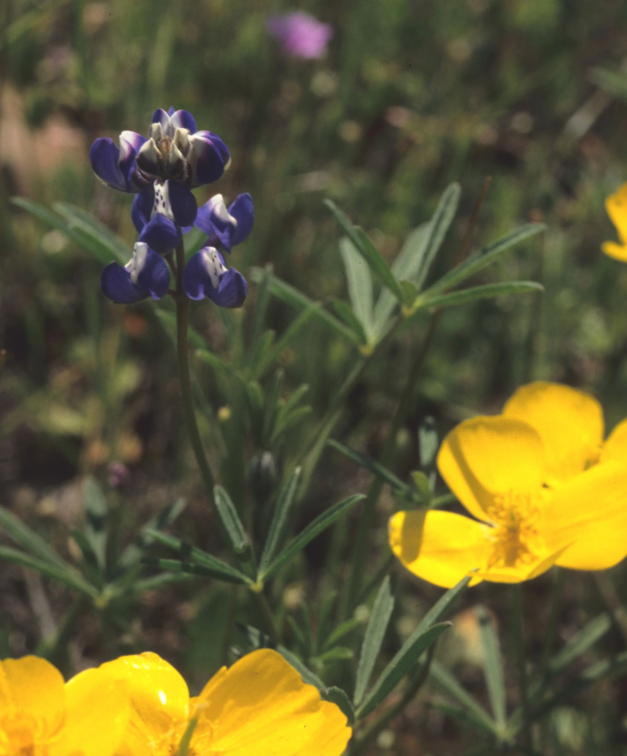 CALIFORNIA - PHOENIX FIELDS - VERNAL POOLS - LUPINE SPECIES AND  POPPIES.jpg