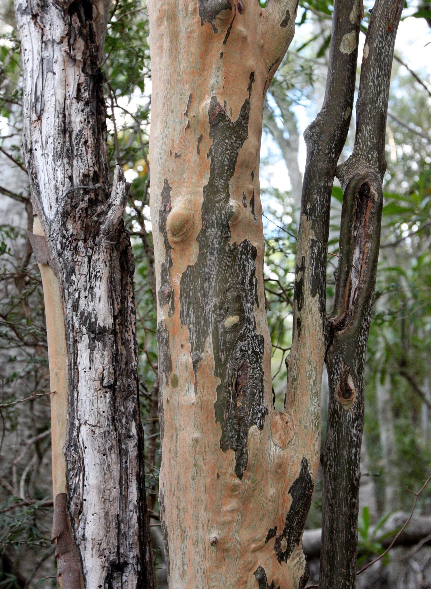 PLANT - SPECIES - ANDOHAHELA NATIONAL PARK MADGASCAR (5).JPG