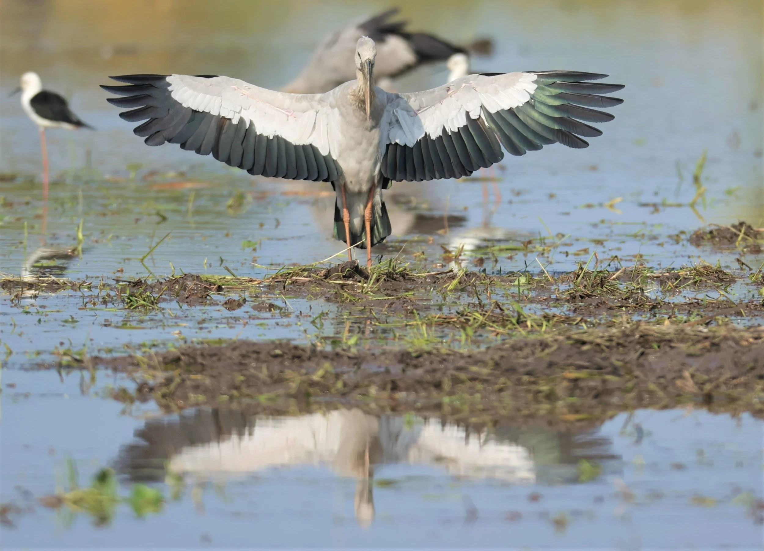 STORK - ASIAN OPENBILL - Anastomus oscitans - PATHUM THANI RICE RESEARCH CENTER 23 JAN 2022 (3).jpg