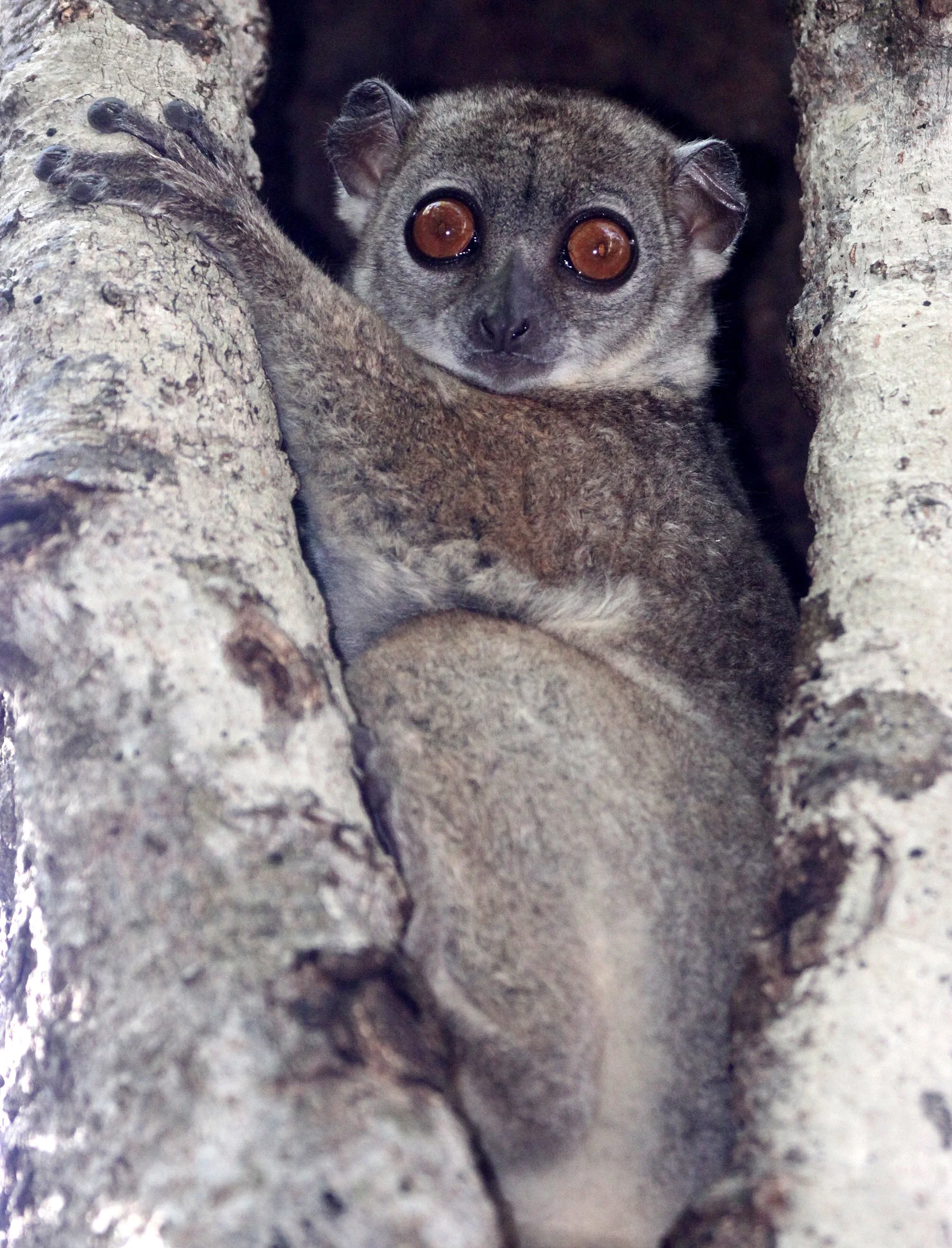 LEPILEMURIDAE - Lepilemur septentrionalis - SAHAFARY SPORTIVE LEMUR - ANKARANA NATIONAL PARK MADAGASCAR (39).JPG