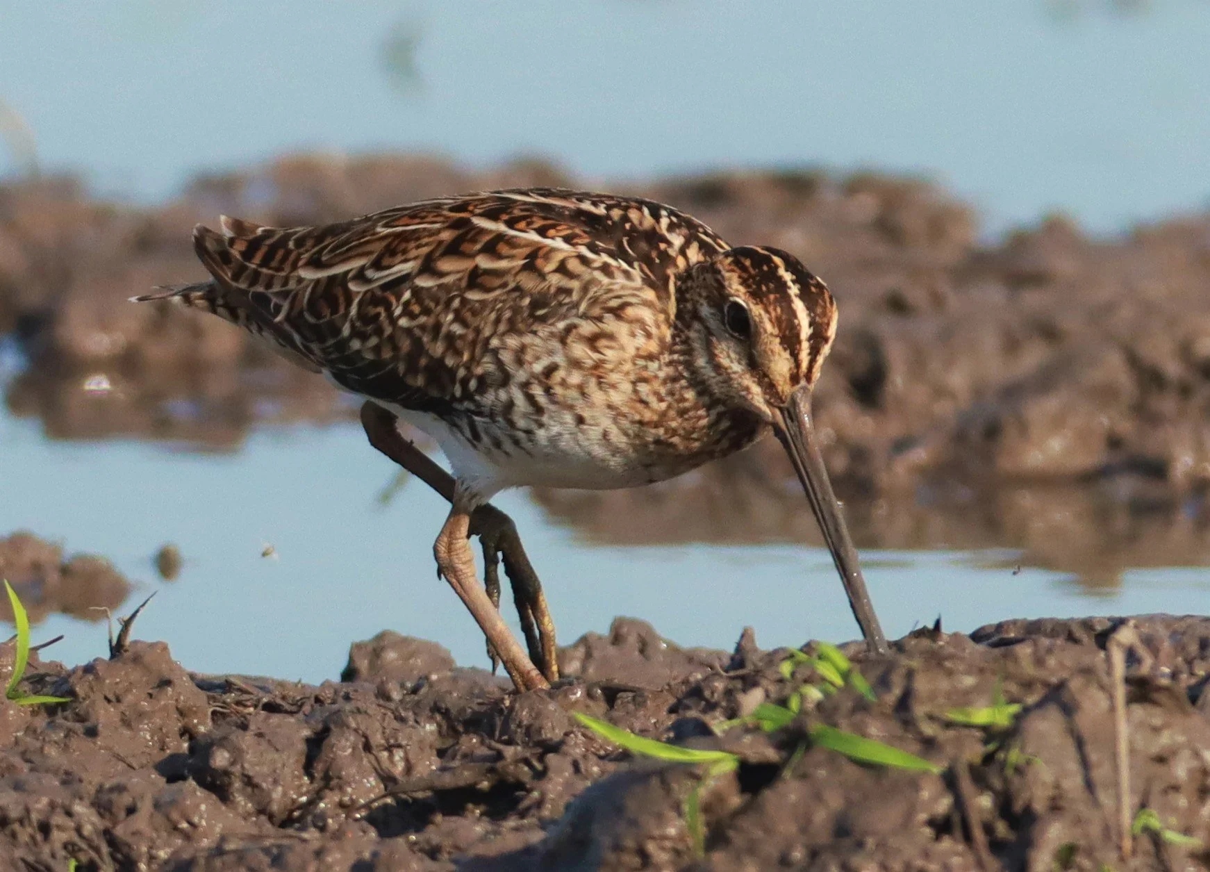 SNIPE - PINTAIL SNIPE - Gallinago stenura - PATHUM THANI RICE RESEARCH CENTER AUGUST 24 2021 (232).jpg