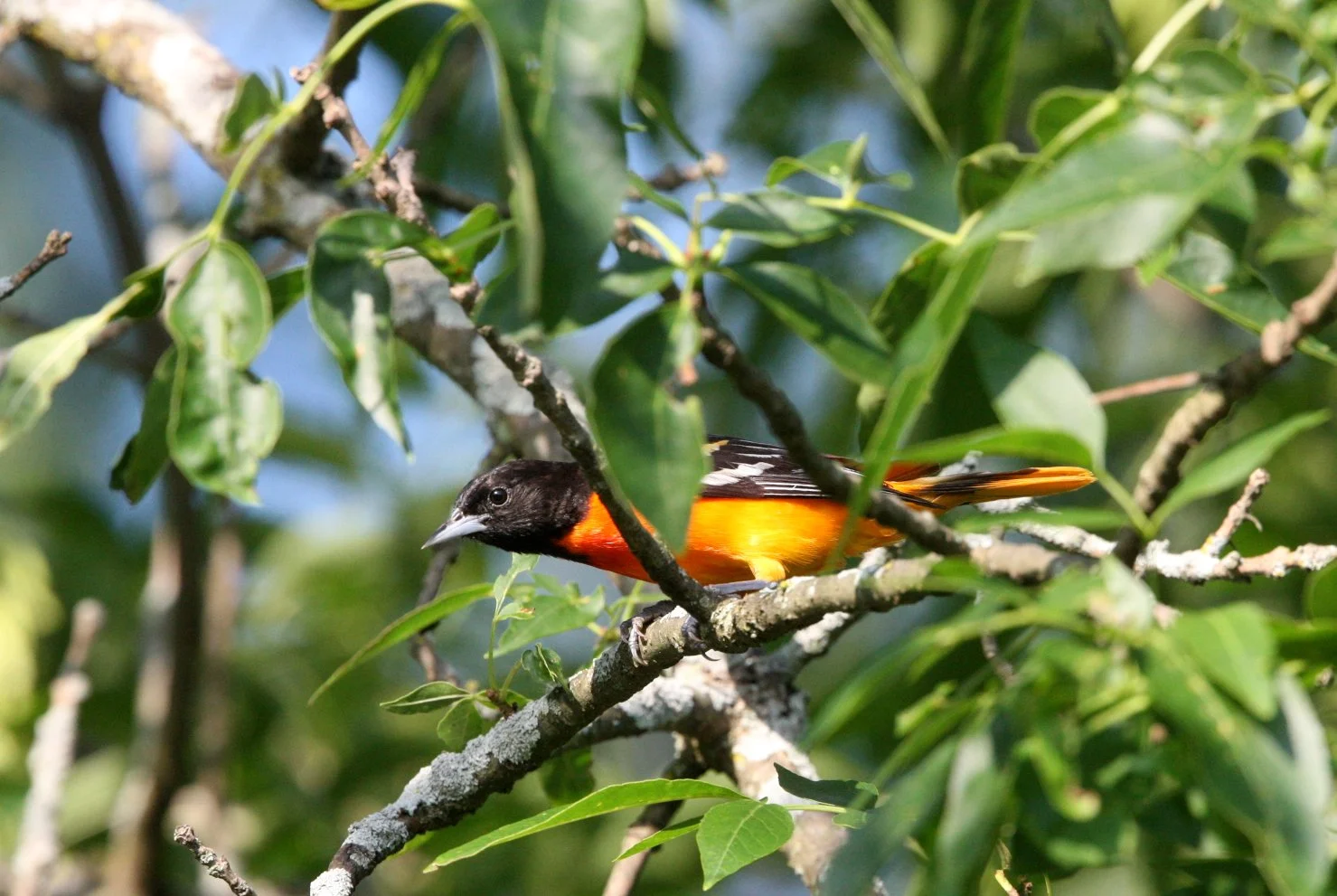 Baltimore Oriole (Icterus galbula) McKee Marsh Illinois (5).JPG