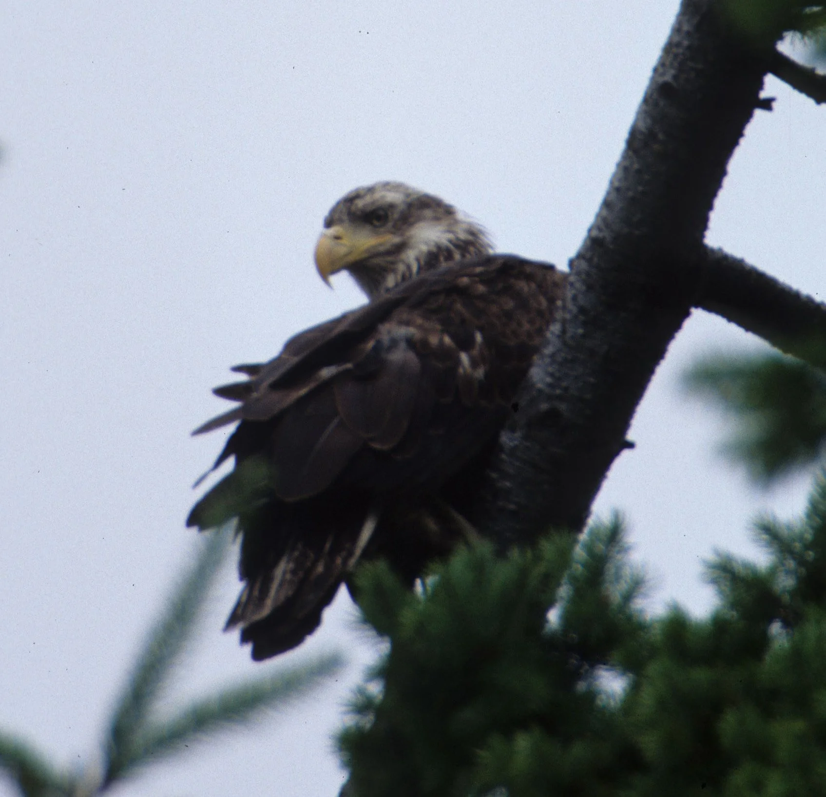 Haliaeetus leucocephalus - AMERICAN BALD EAGLE - LAKE FARM CLALLAM COUNTY WASHINGTON STATE (16).jpg