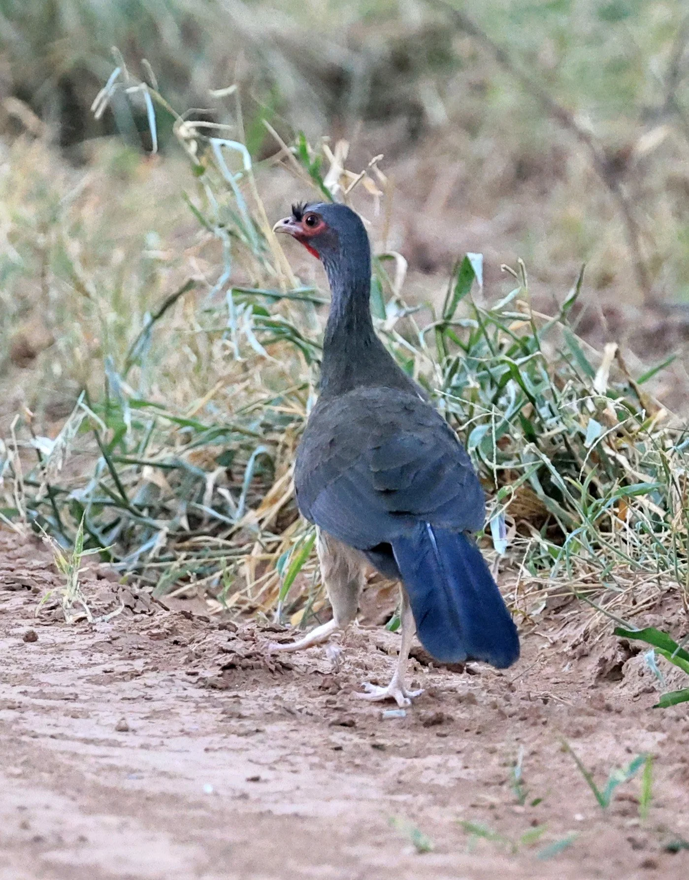 Chaco chachalaca (Ortalis canicollis) Agua Dulce Paraguay (1).jpg