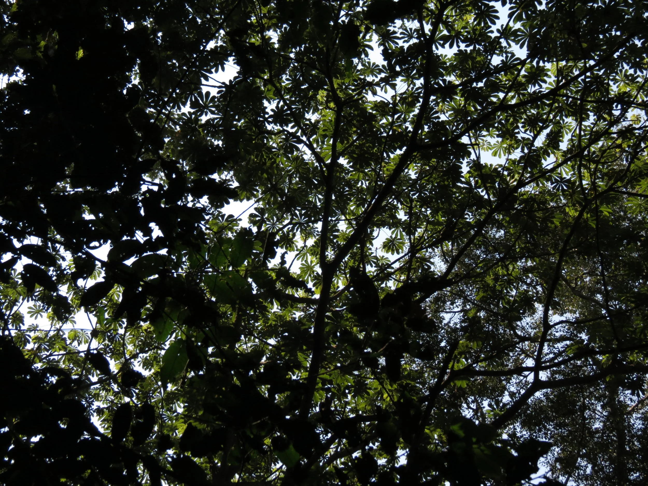 NYUNGWE NATIONAL PARK RWANDA (594).JPG