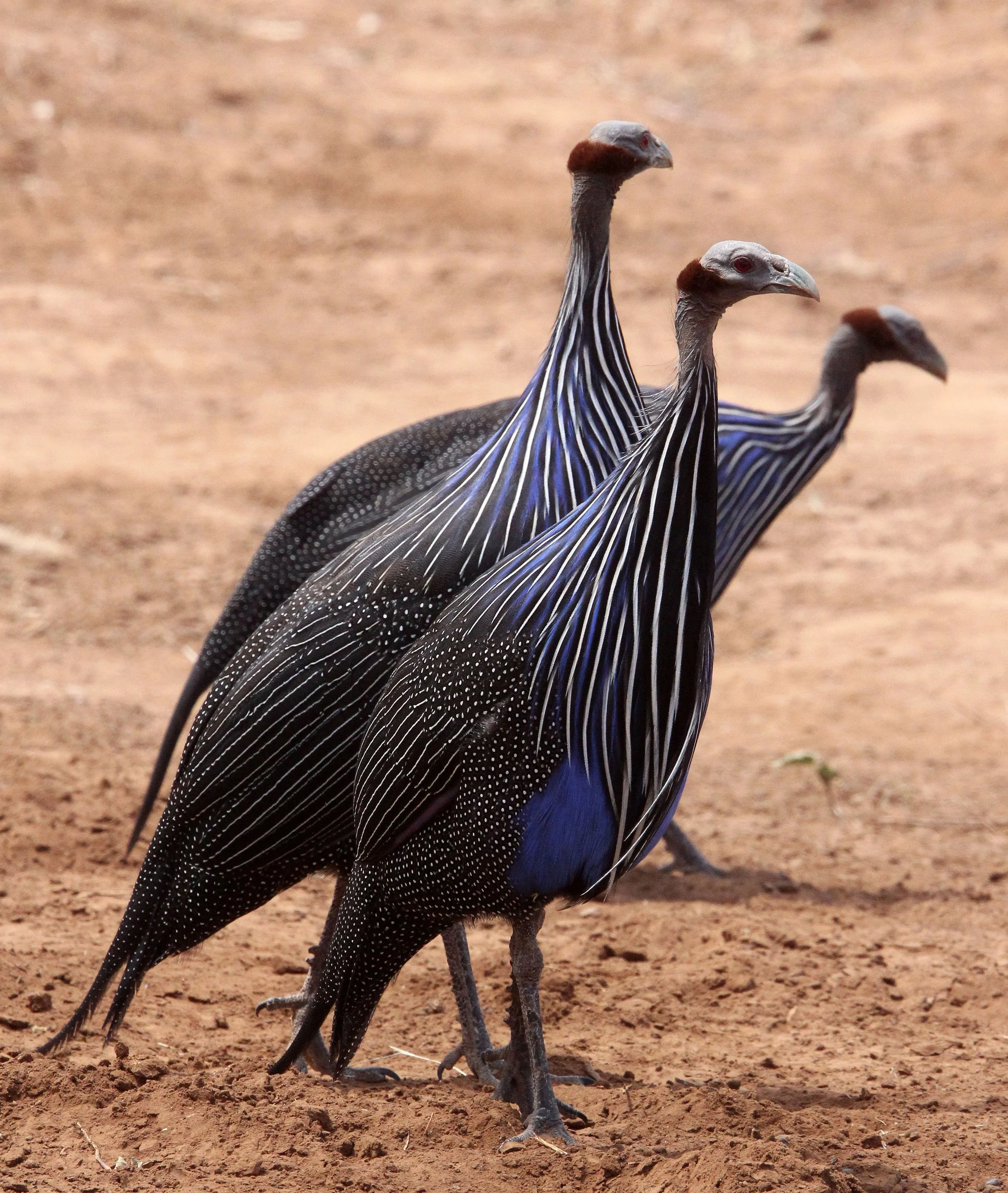 BIRD - GUINEAFOWL - VULTURINE GUINEAFOWL - SAMBURU NATIONAL PARK KENYA (16).JPG
