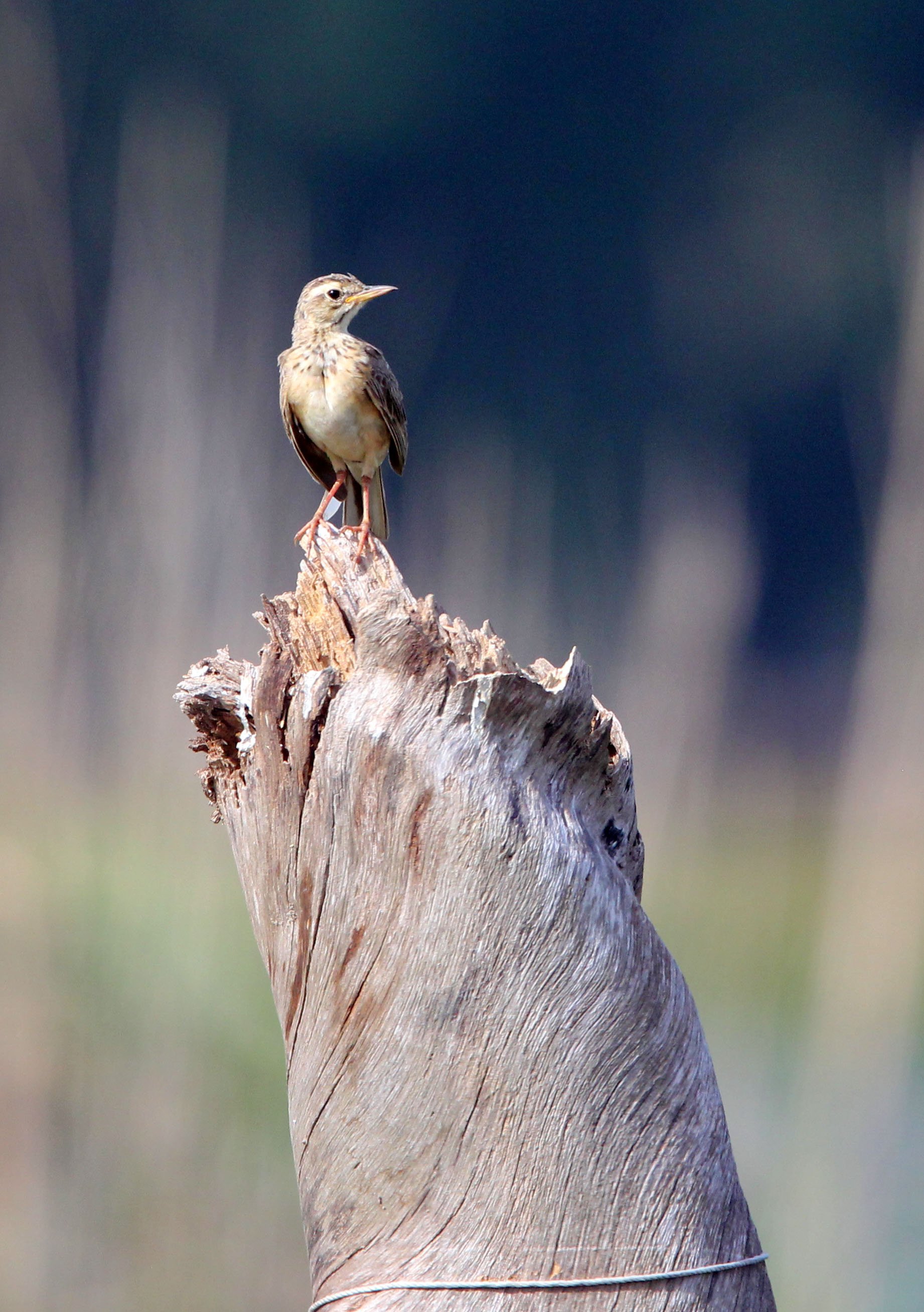 Paddyfield Pipit (Anthus rufulus) NAKHON SI THAMMARAT Thailand (1).JPG