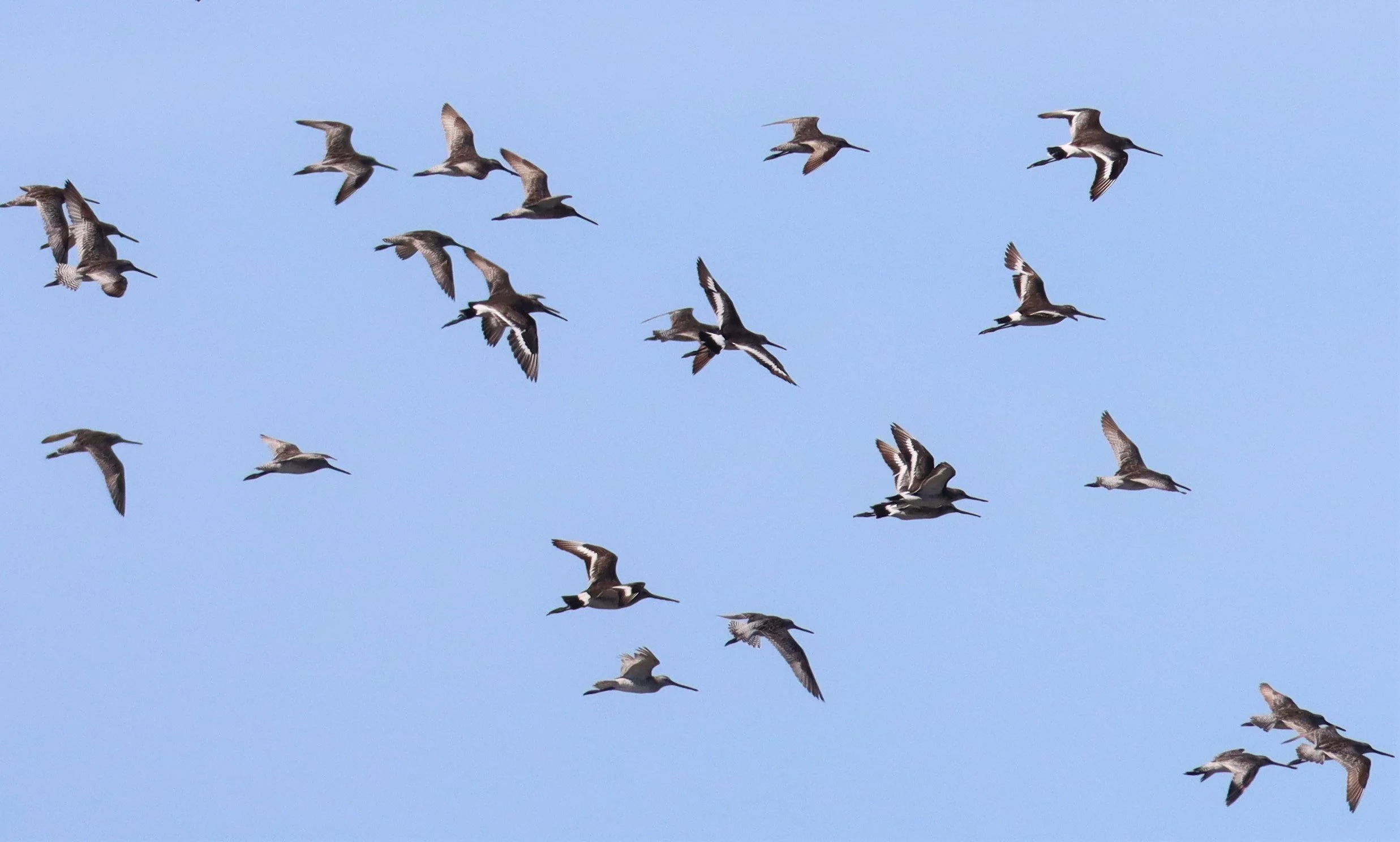 DOWITCHER - ASIAN DOWITCHER - Limnodromus semipalmatus - BLACK-TAILED GODWITS - SAMUT SAKHON (9).jpg