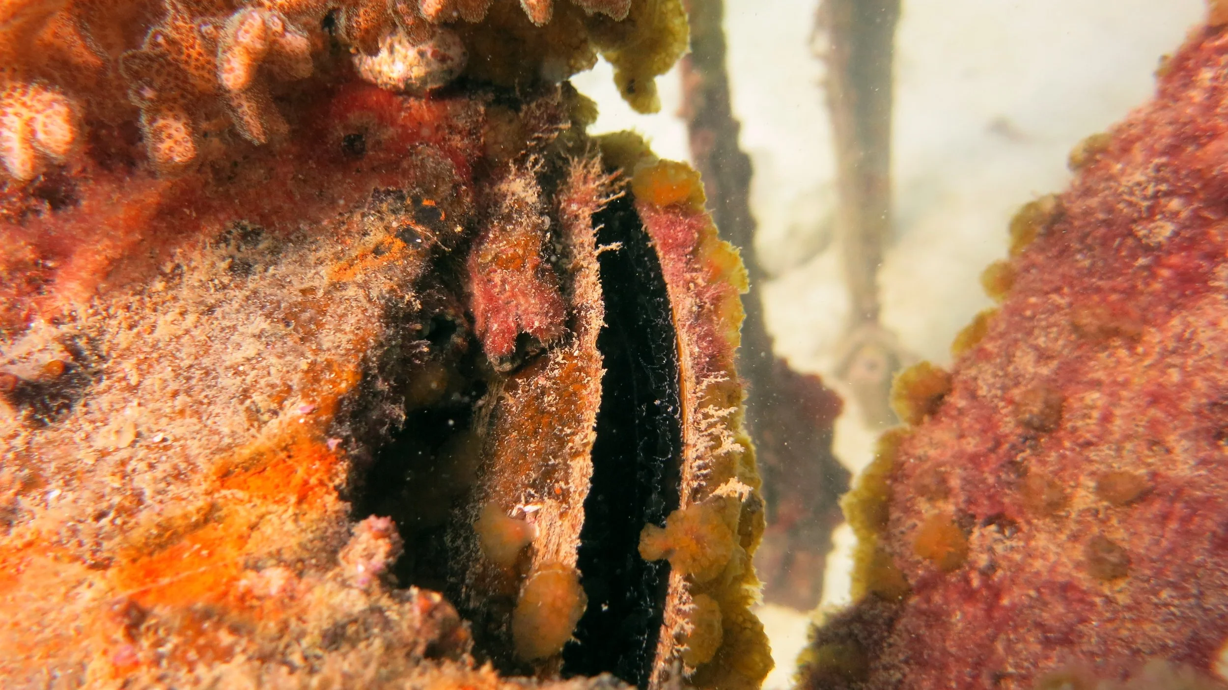 2016 BPS Satthahip Dive Trip with Marine Conservation Club (60).JPG