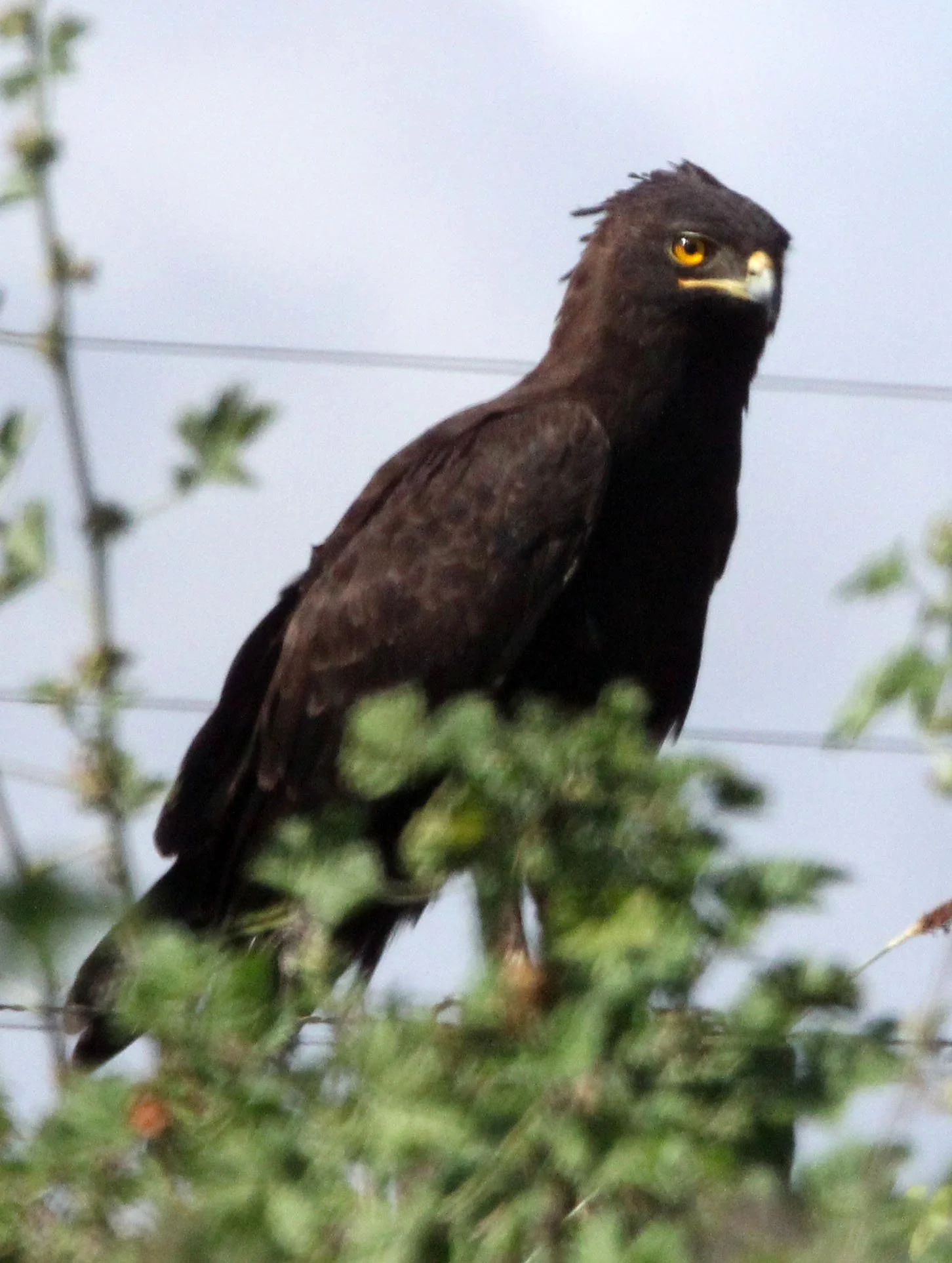 Lophaetus occipitalis - LONG-CRESTED EAGLE - MOUNT KENYA  NATIONAL PARK KENYA (9).JPG