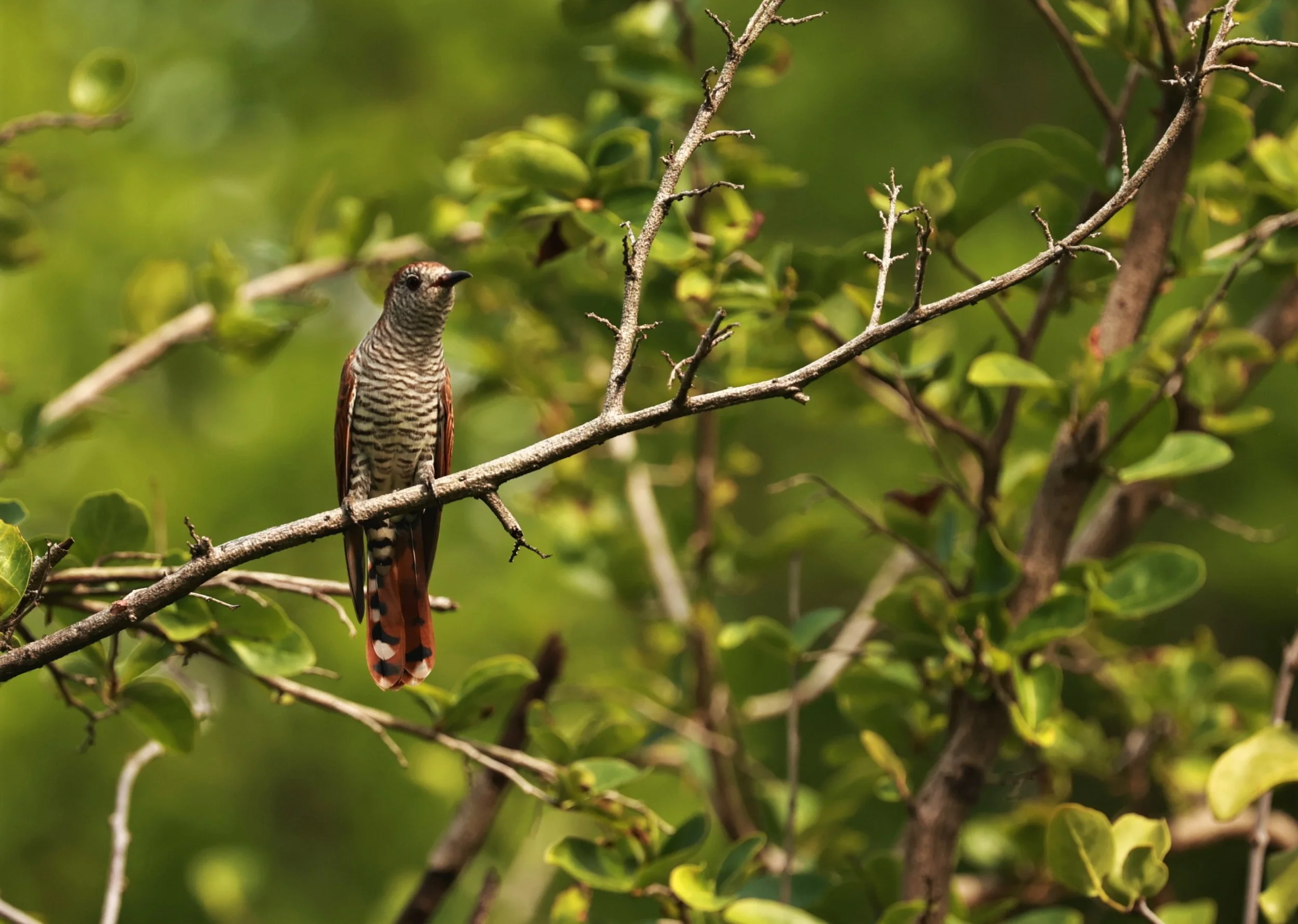 Violet Cuckoo (Chrysococcyx xanthorhynchus) Rama IX Park Bangkok (67).jpg