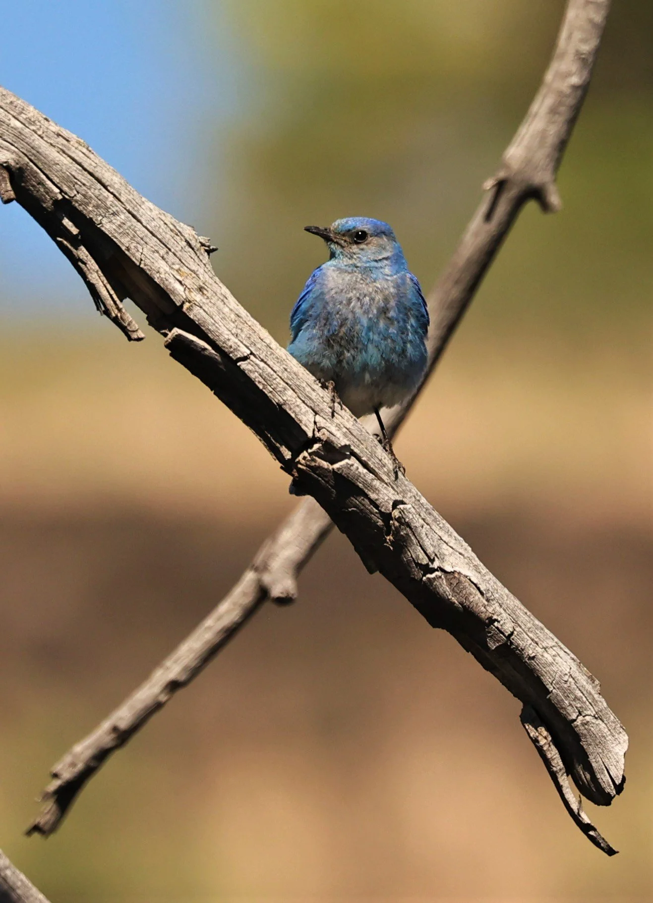 Mountain Bluebird (Sialia currucoides) Craters of the Moon NP Idaho (7).jpg