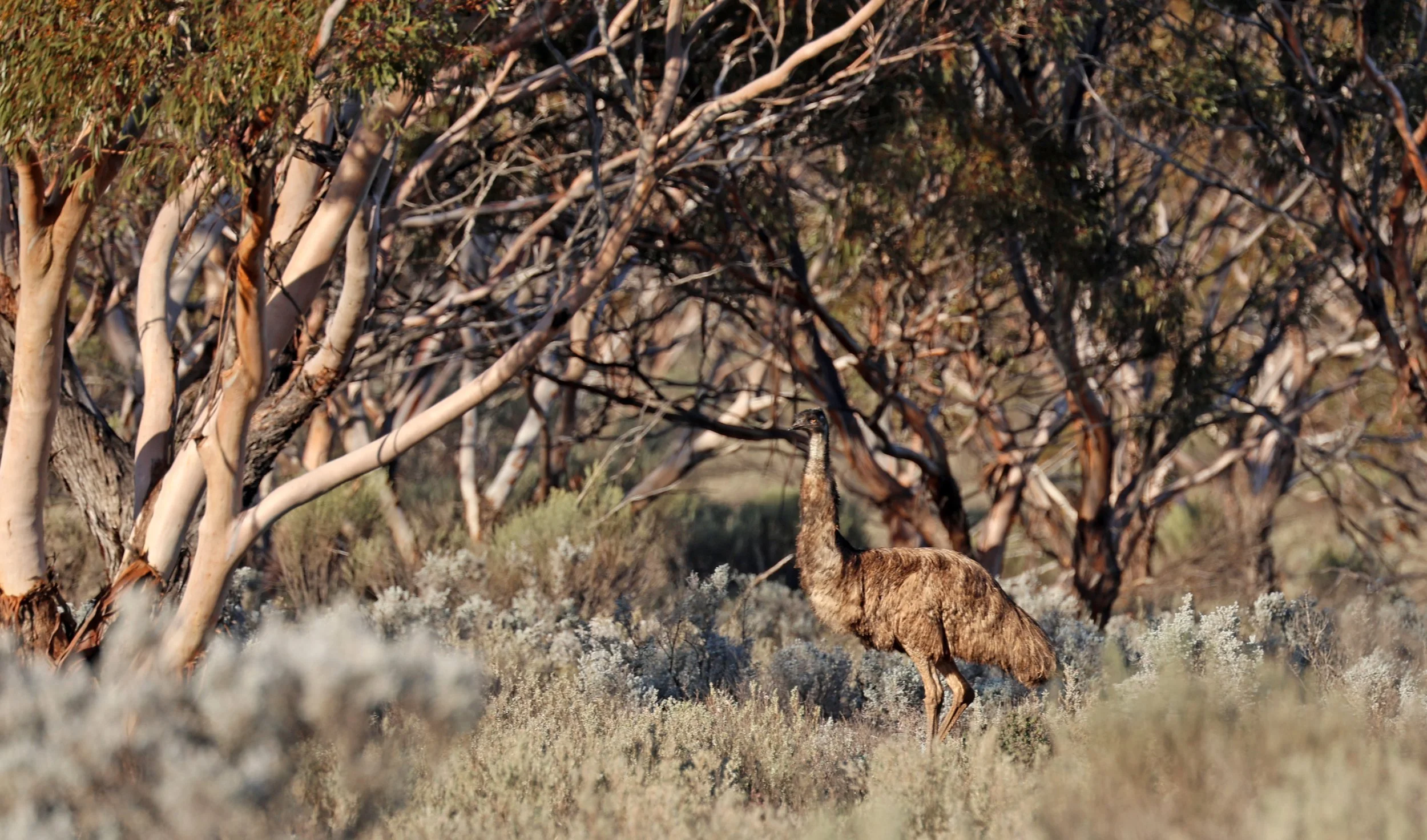 Emu (Dromaius novaehollandiae) Goyder Highway toward Warren Gorge - South Australia (39).jpg