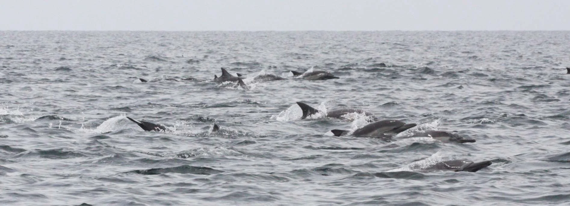 CETACEAN - DOLPHIN - COMMON DOLPHIN - LONG-BEAKED COMMON DOLPHIN - DELPHINUS CAPENSIS - WITH SPINNER DOLPHINS  - STENELLA LONGIVOSTRIS - BAHIA DE LORETO BAJA MEXICO (13).JPG