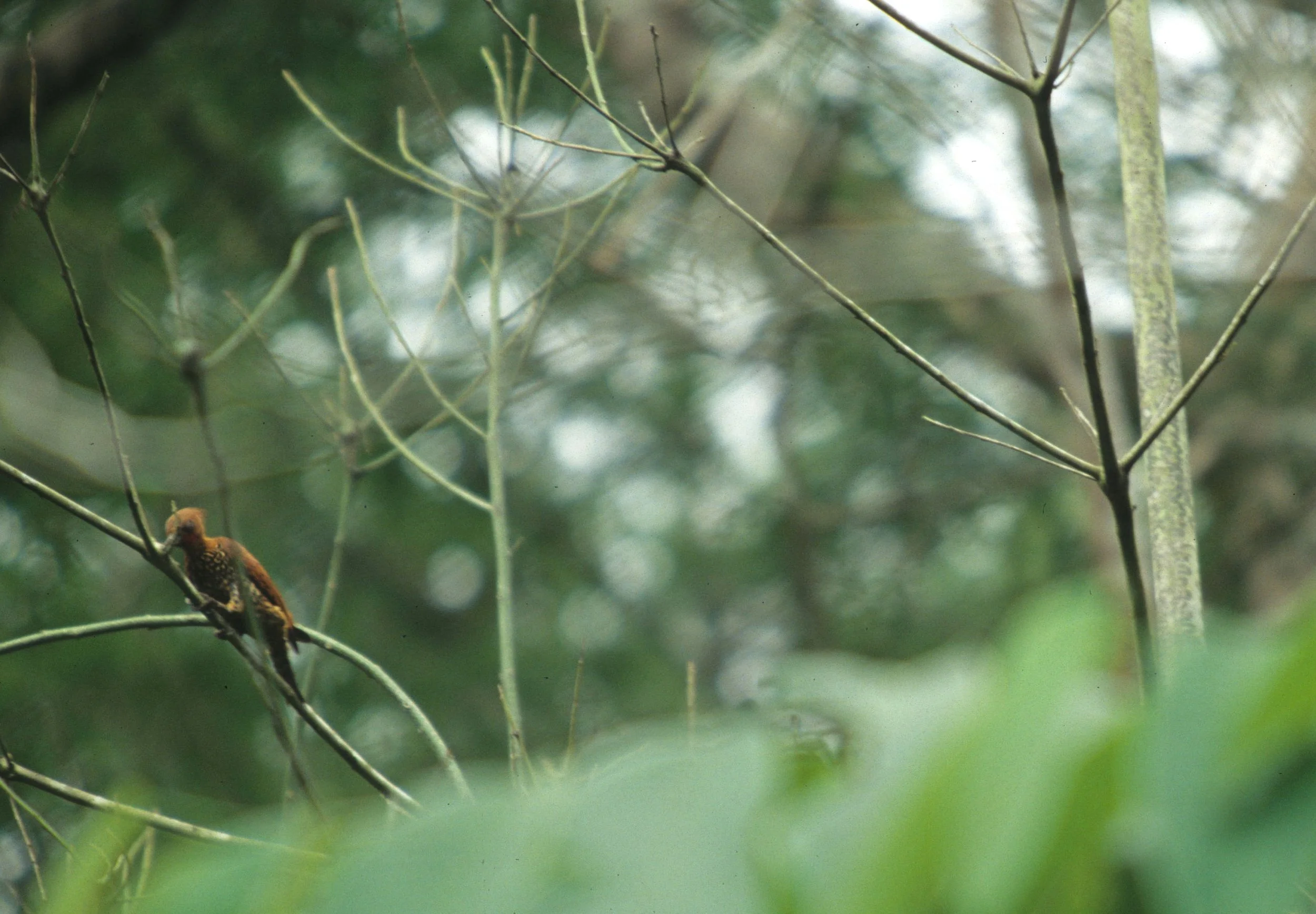 BIRD - WOODPECKER - CINNAMON - PANAMA G.jpg