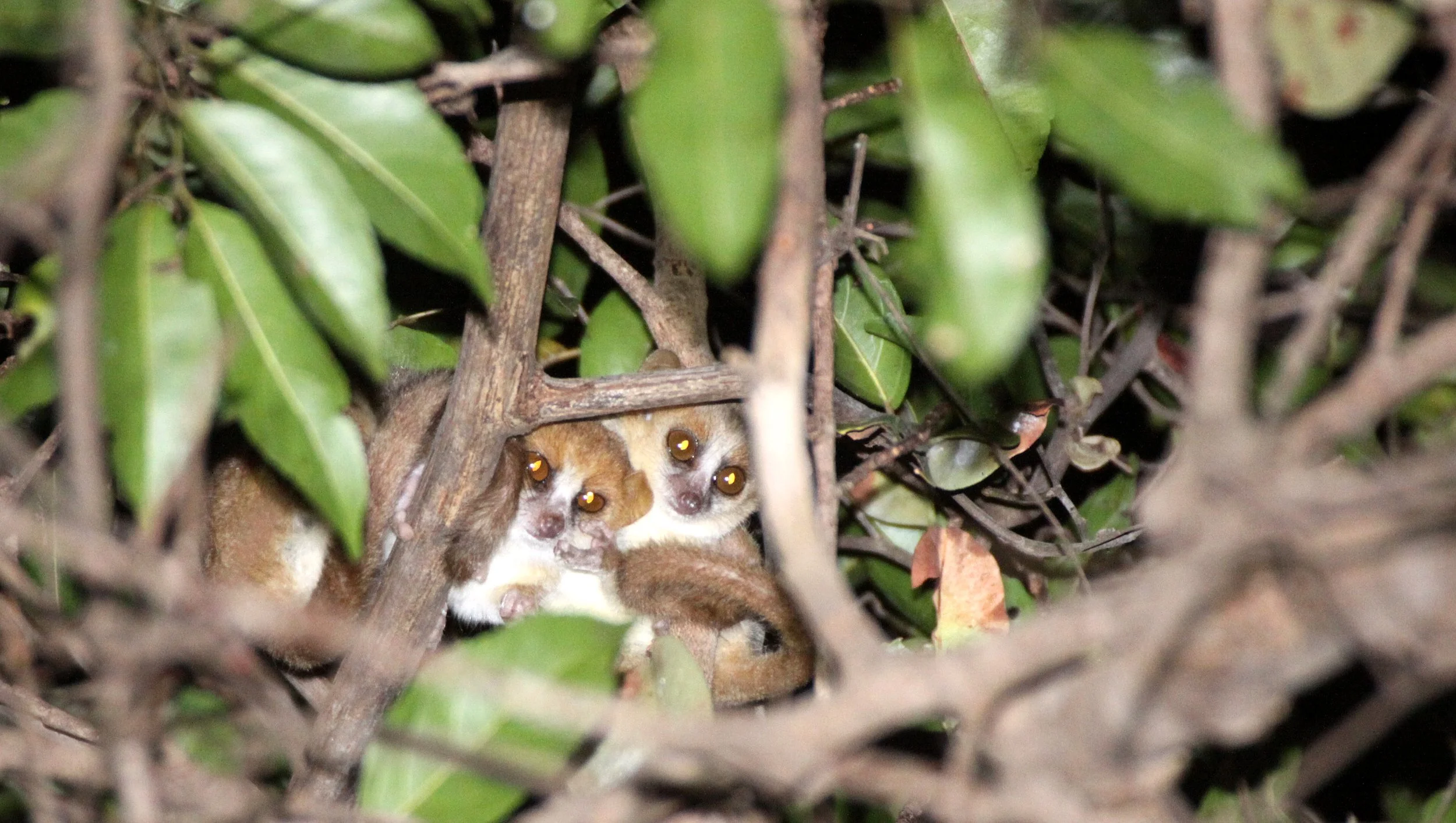 CHEIROGALEIDAE - Microcebus tavaratra - TAVARATRA (NORTHERN RUFOUS) MOUSE LEMUR - ANKARANA NATIONAL PARK MADAGASCAR (1).JPG