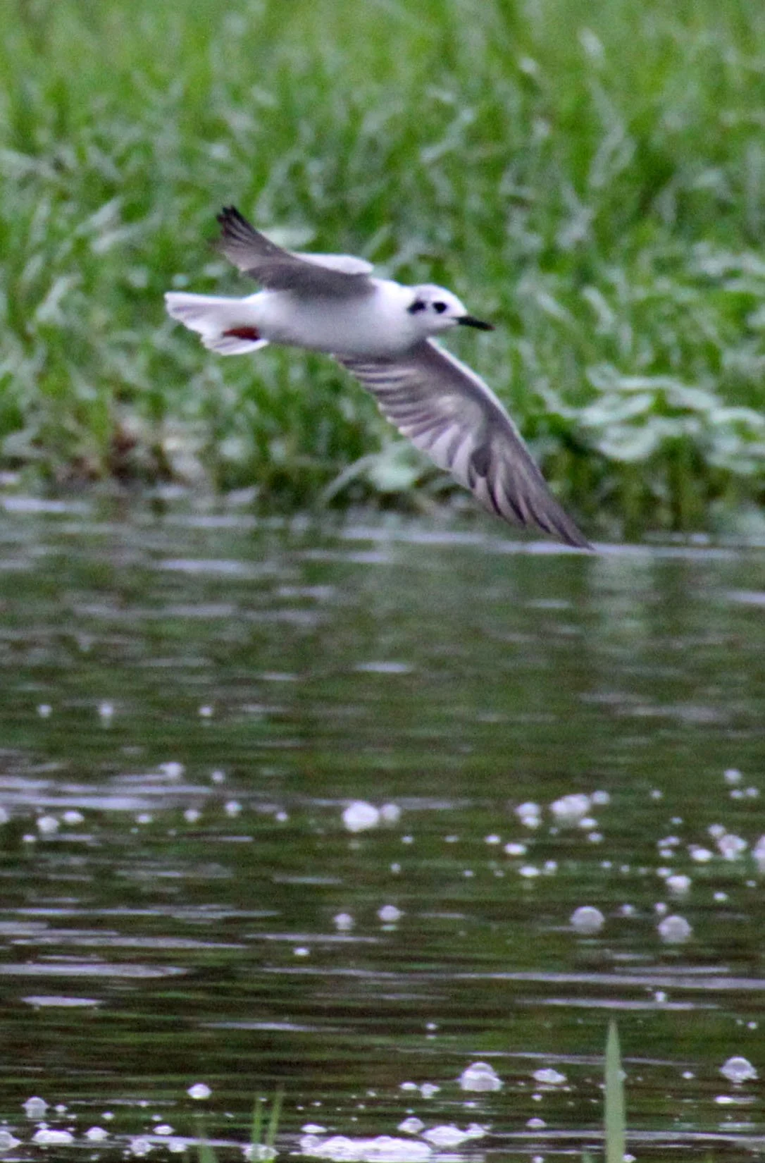 BIRD - TERN - WHISKERED TERN - LAKE AWASSA ETHIOPIA.JPG