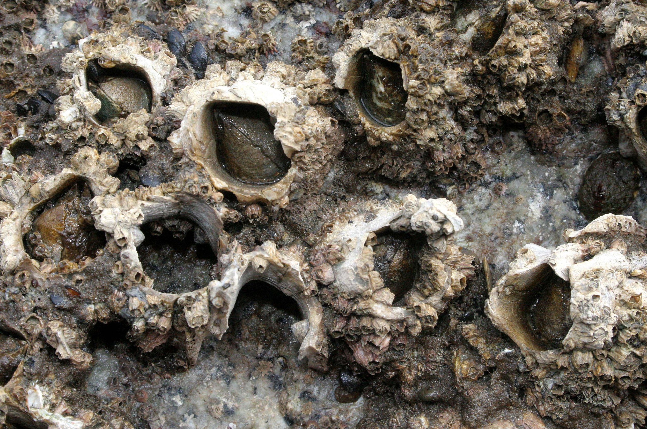 INVERTS - INTERTIDAL - ARTHROPODA - BALANUS SP - BARNACLES - LAKE FARM TIDAL POOLS.JPG