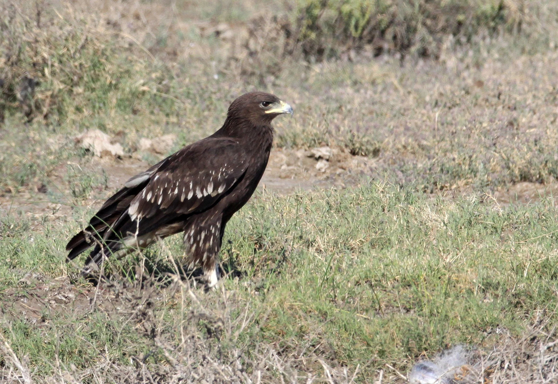 Clanga clanga - GREATER SPOTTED EAGLE - AQUILA CLANGA - LITTLE RANN OF KUTCH GUJARAT INDIA (33).JPG