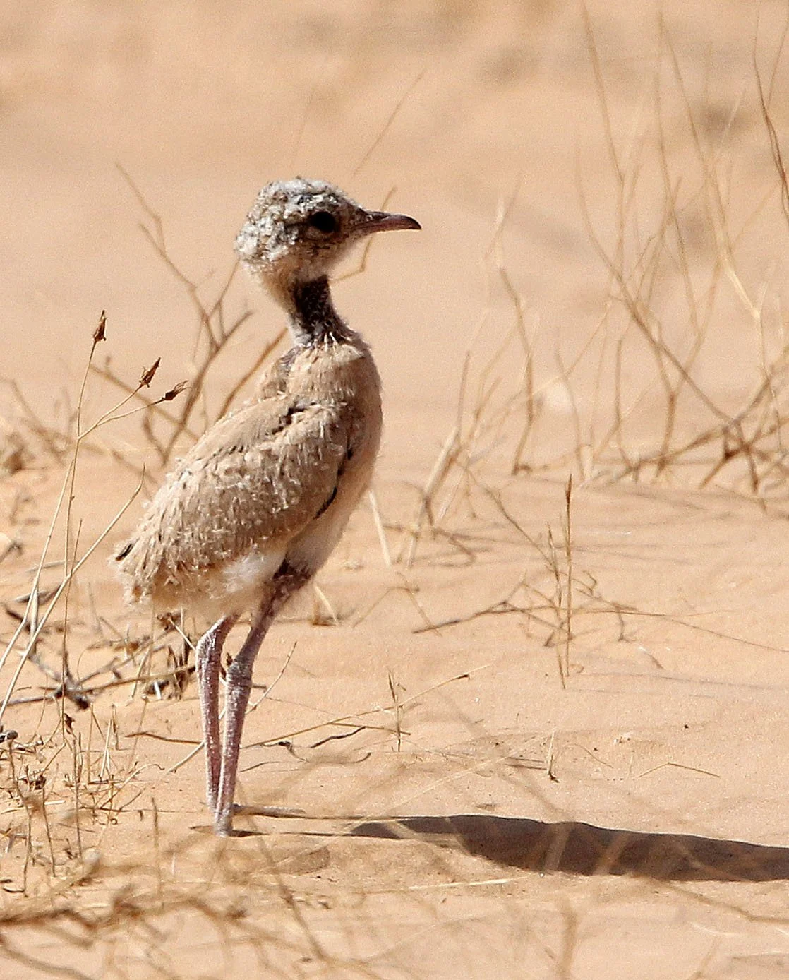 COURSER - CREAM-COLORED COURSER - Cursorius cursor - JEBIL NATIONAL PARK TUNISIA (7).JPG