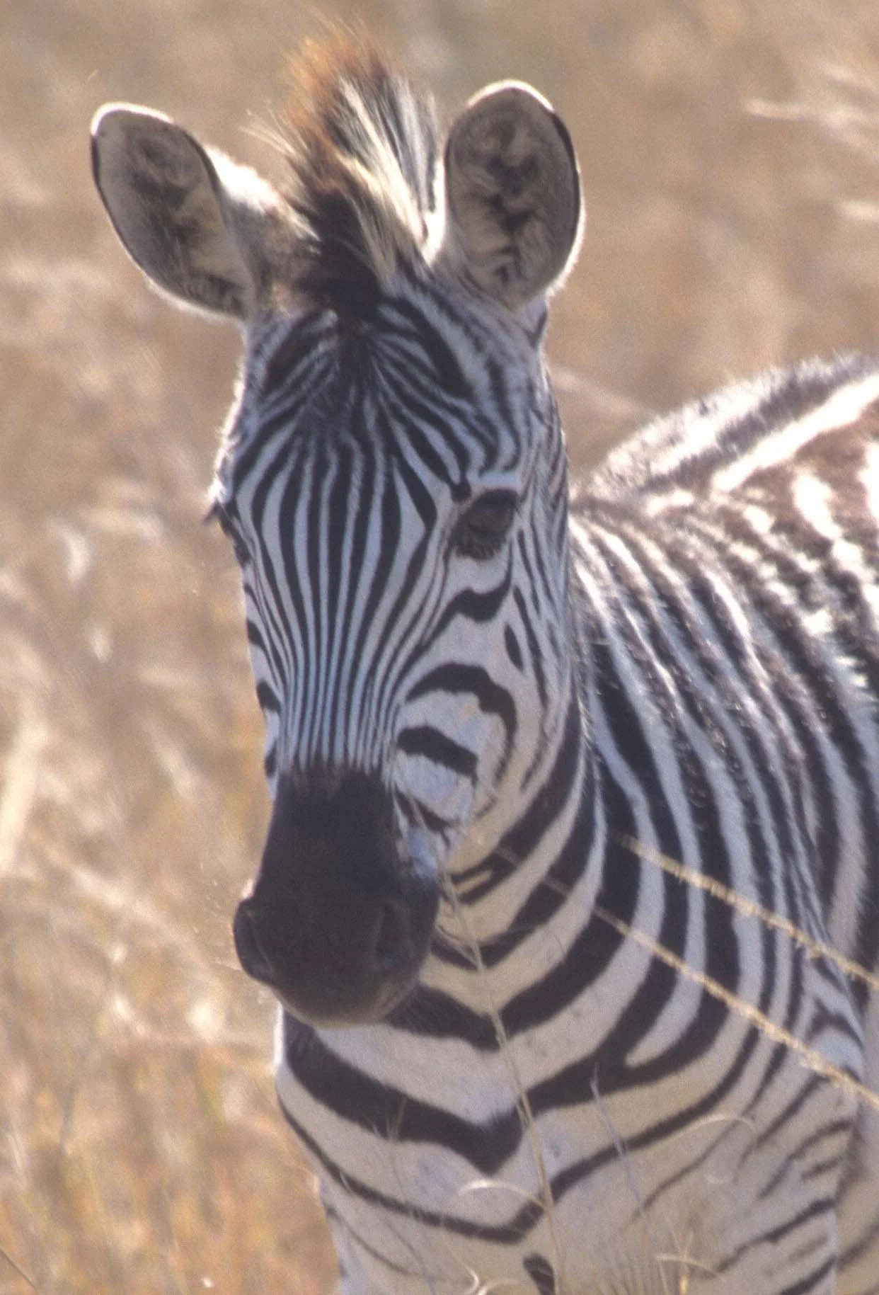 EQUIN - ZEBRA - BURCHELLS - KRUGER (2).jpg