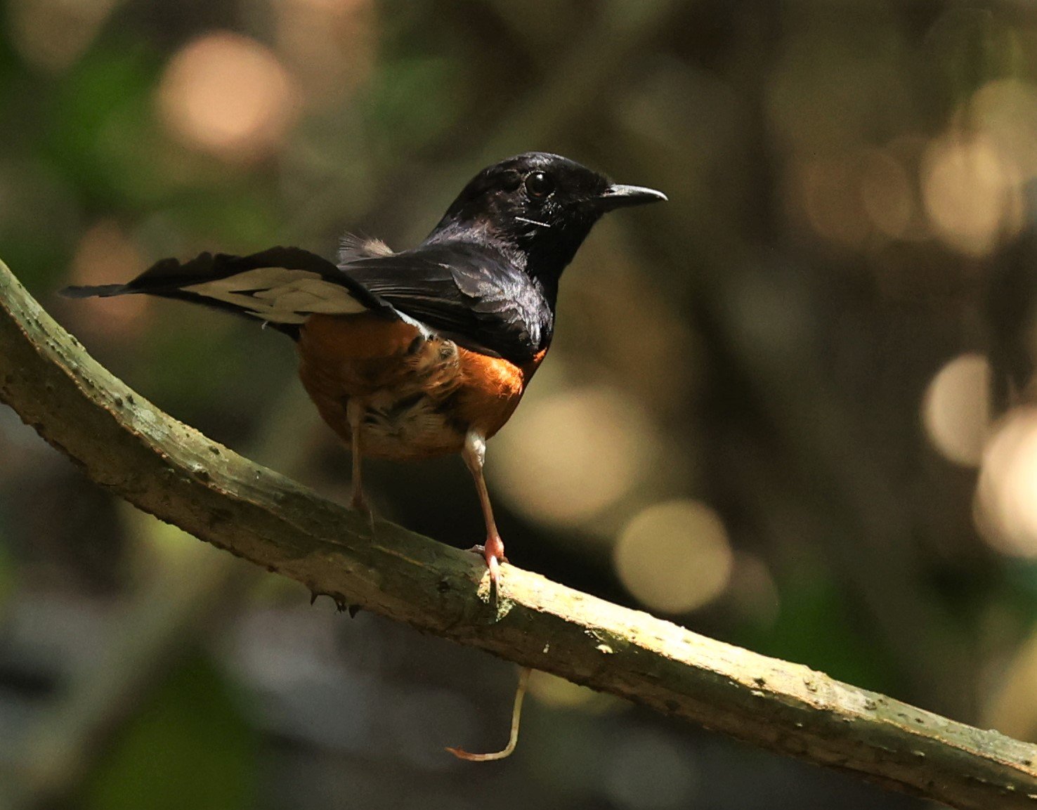 SHAMA - WHITE-RUMPED SHAMA - Copsychus malabaricus - KRUNG CHING, KHAO LUANG NP NST, APRIL 2022.jpg